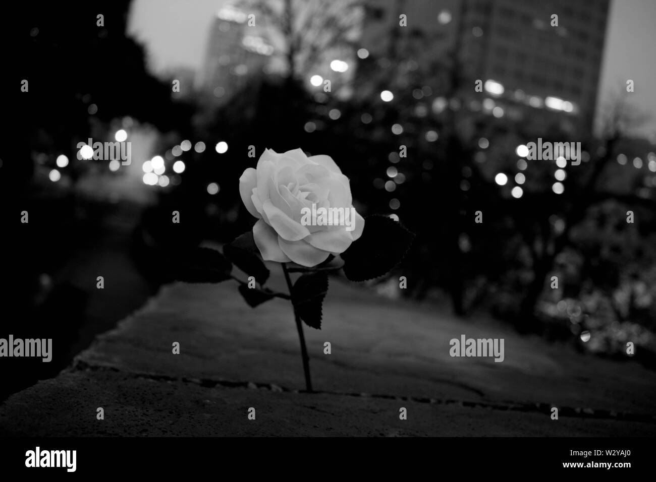 Primo piano di una rosa bianca con uno sfondo urbano sfocato foto in bianco e nero Foto Stock