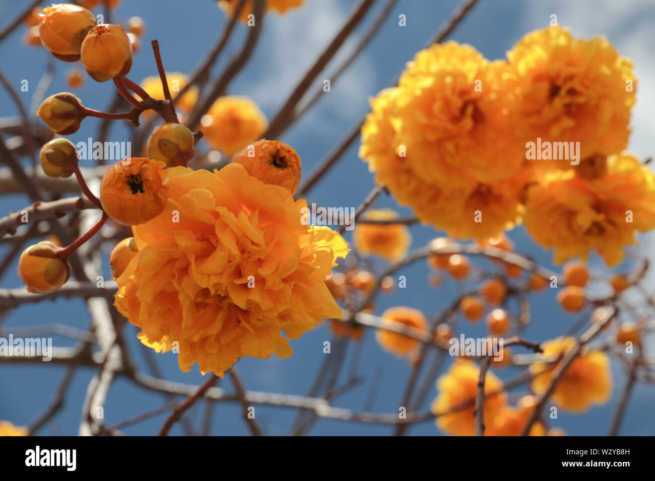 Un ramo di colore giallo brillante terry fiori e alberi ant auraa Tabebuia contro un cielo blu in una giornata di sole. Rarità botaniche fiori arancione del latino Americ Foto Stock