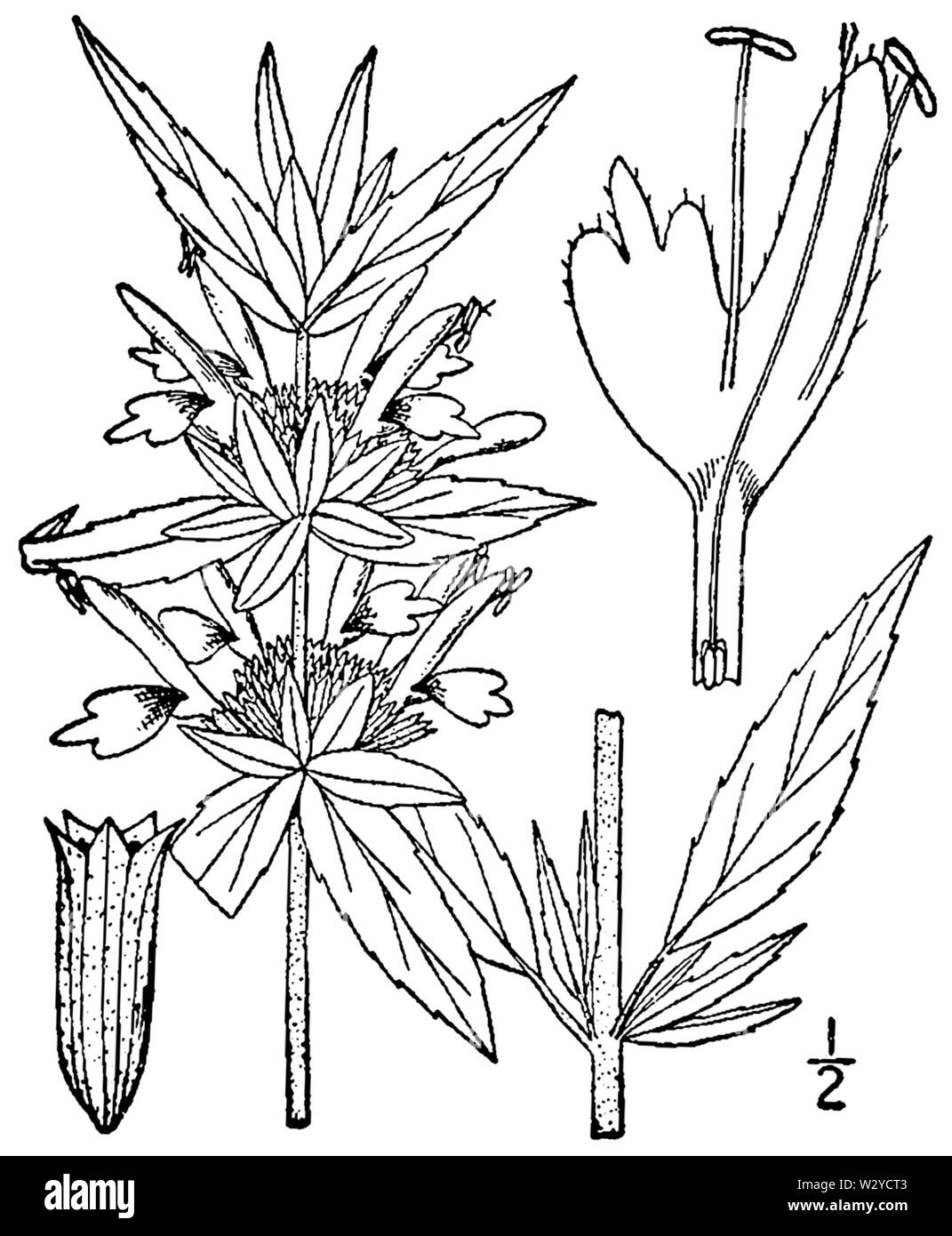 Monarda punctata BB-1913 Foto Stock