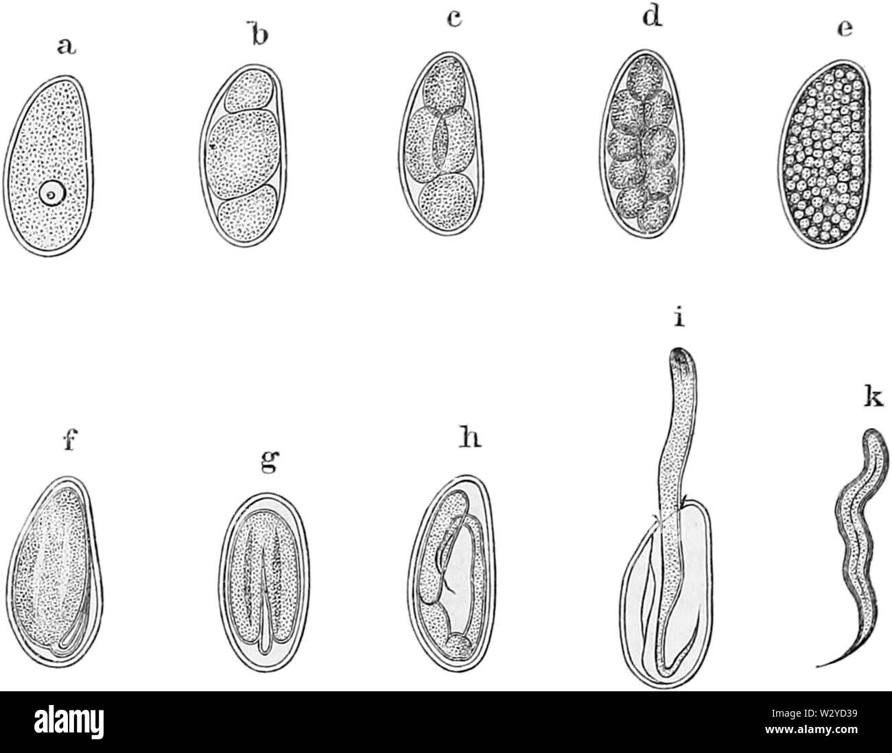 Monti - Kinderheilkunde - Abb 14 c Foto Stock