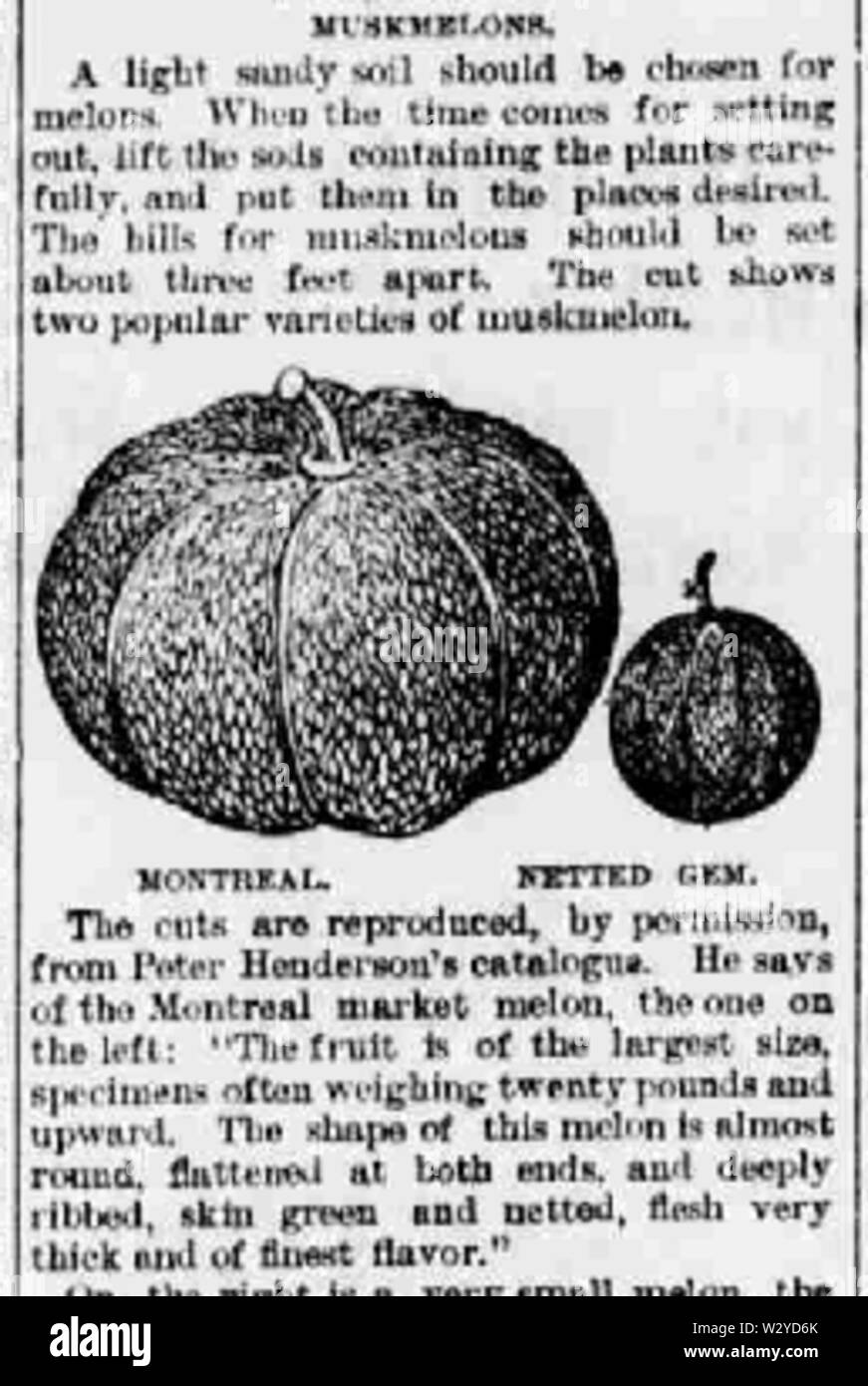 Montreal quotidiano di melone Foto Stock