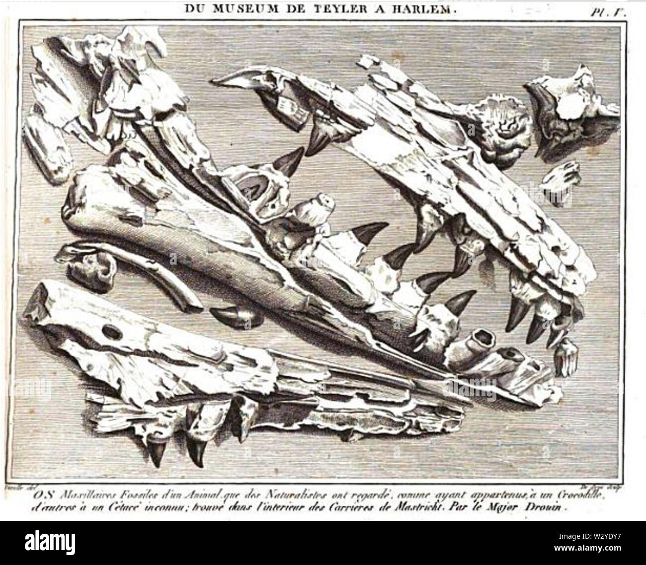 Mosasaurus Teylers Museum - Faujas de Saint-Fond Foto Stock