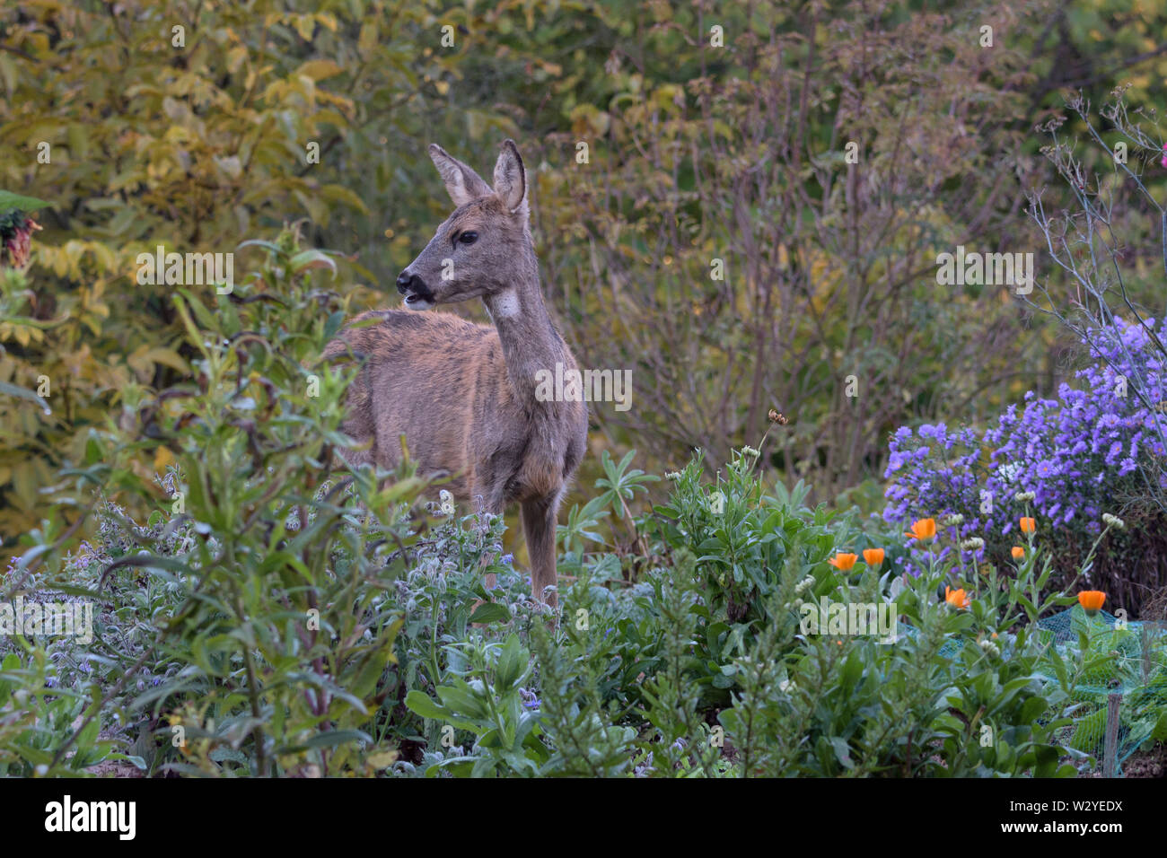 Unione caprioli, femmina in giardino, parco naturale Munden, Bassa Sassonia, Germania, (Capreolus capreolus) Foto Stock