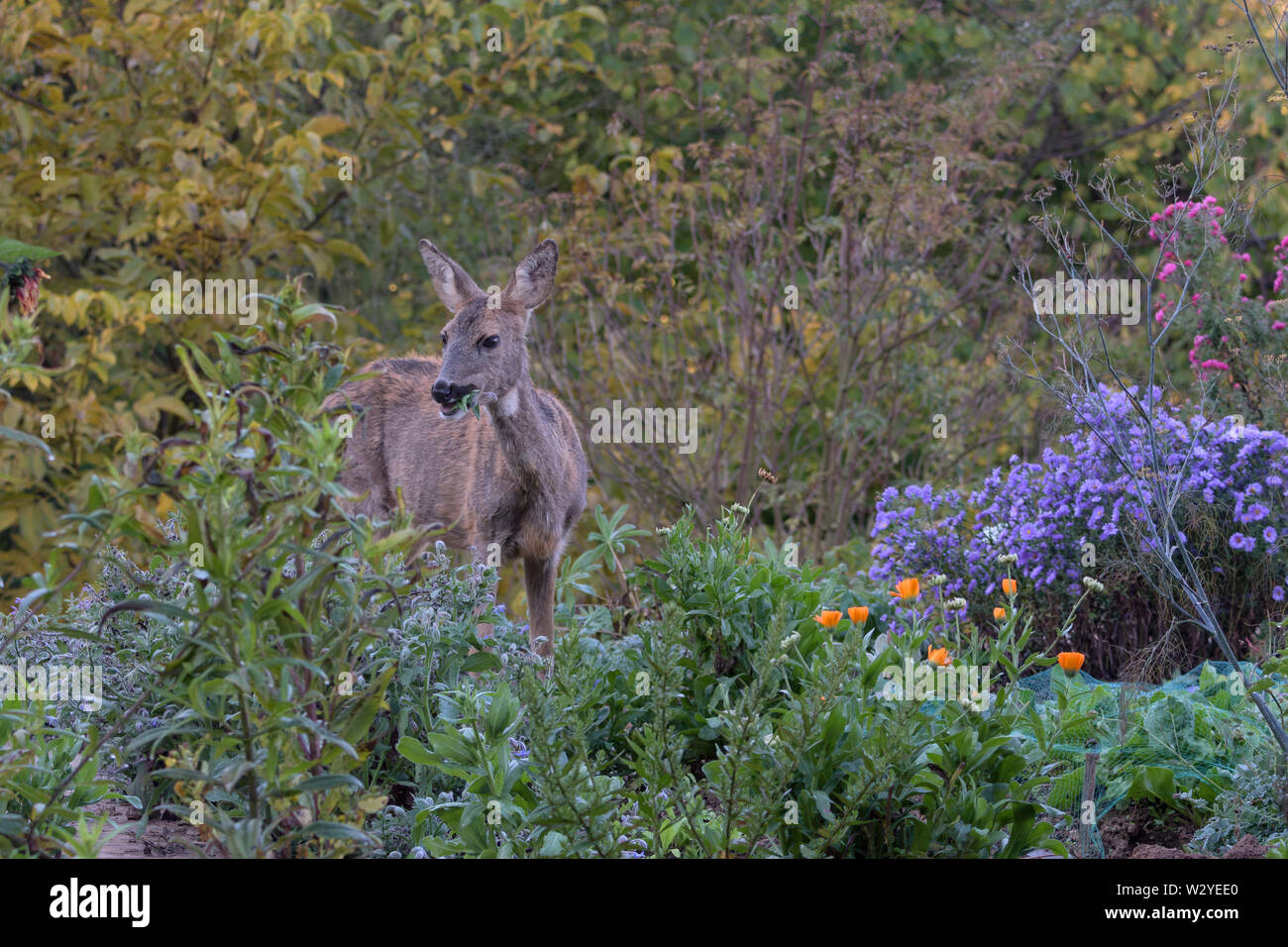 Unione caprioli, femmina in giardino, parco naturale Munden, Bassa Sassonia, Germania, (Capreolus capreolus) Foto Stock