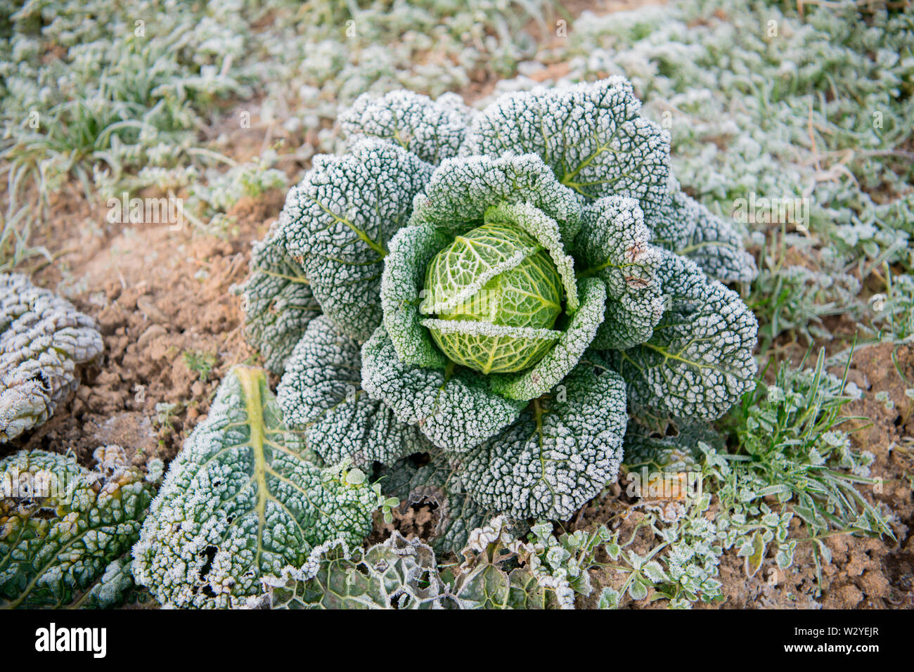 Cavolo verza, agricoltura biologica, Velbert, Renania settentrionale-Vestfalia, Germania, Europa (Brassica oleracea convar. capitata var. sabauda) Foto Stock