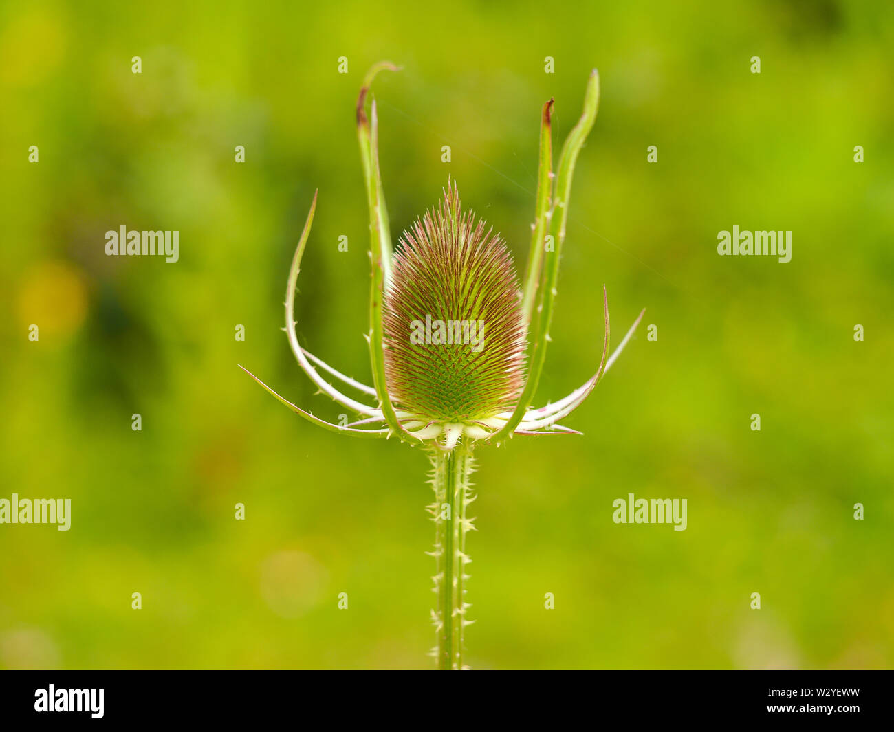 Sviluppare teasel fiore (Dipsacus fullonum) closeup Foto Stock