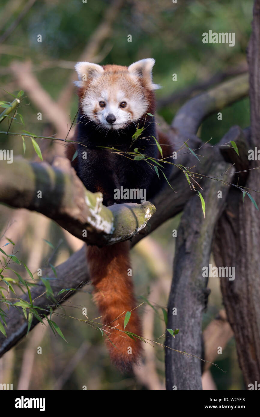 Panda rosso, captive, febbraio, zoo, Germania (Ailurus fulgens) Foto Stock