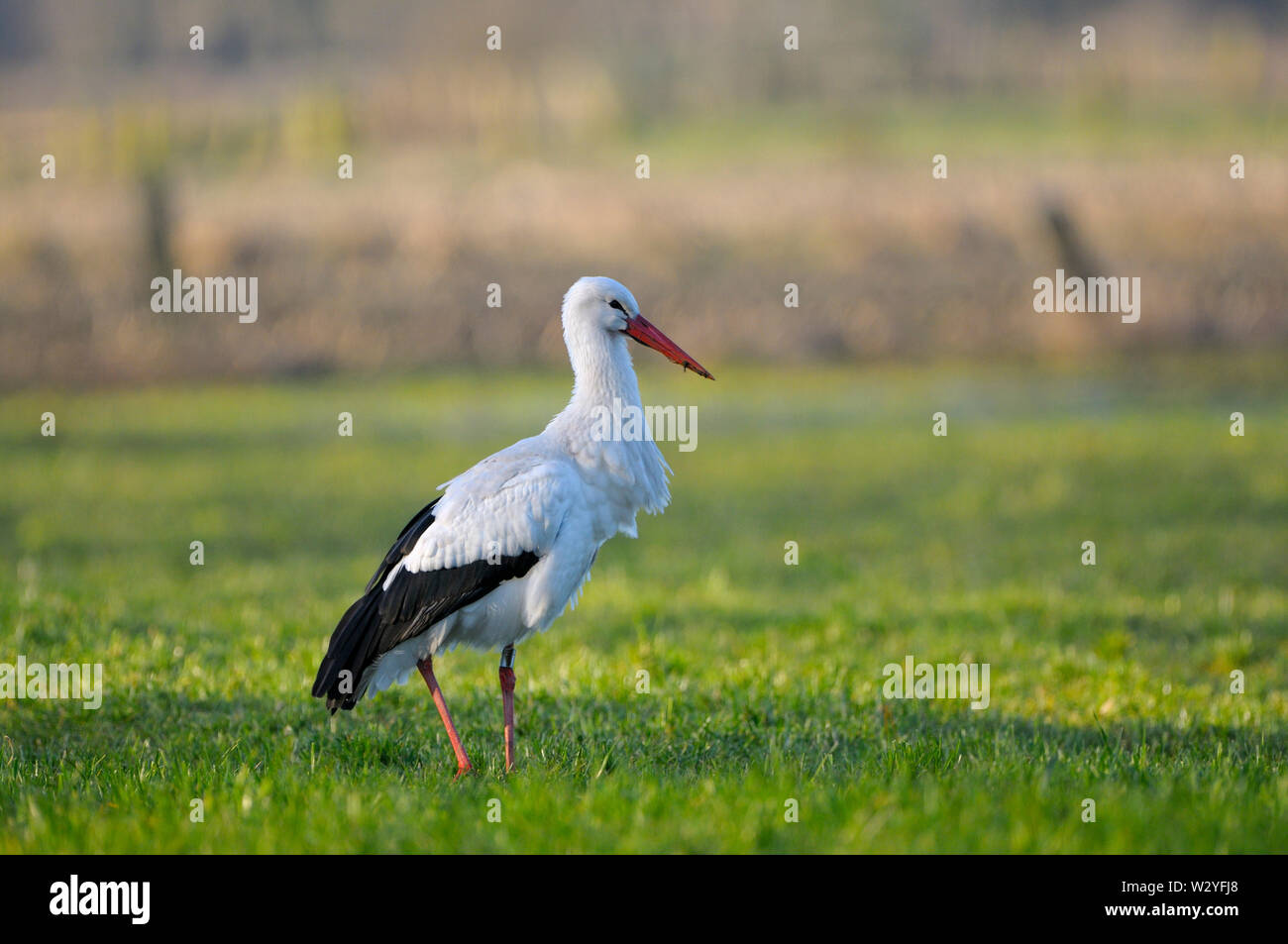 Cicogna bianca, marzo, Dingdener Heide, Renania settentrionale-Vestfalia, Germania (Ciconia ciconia) Foto Stock