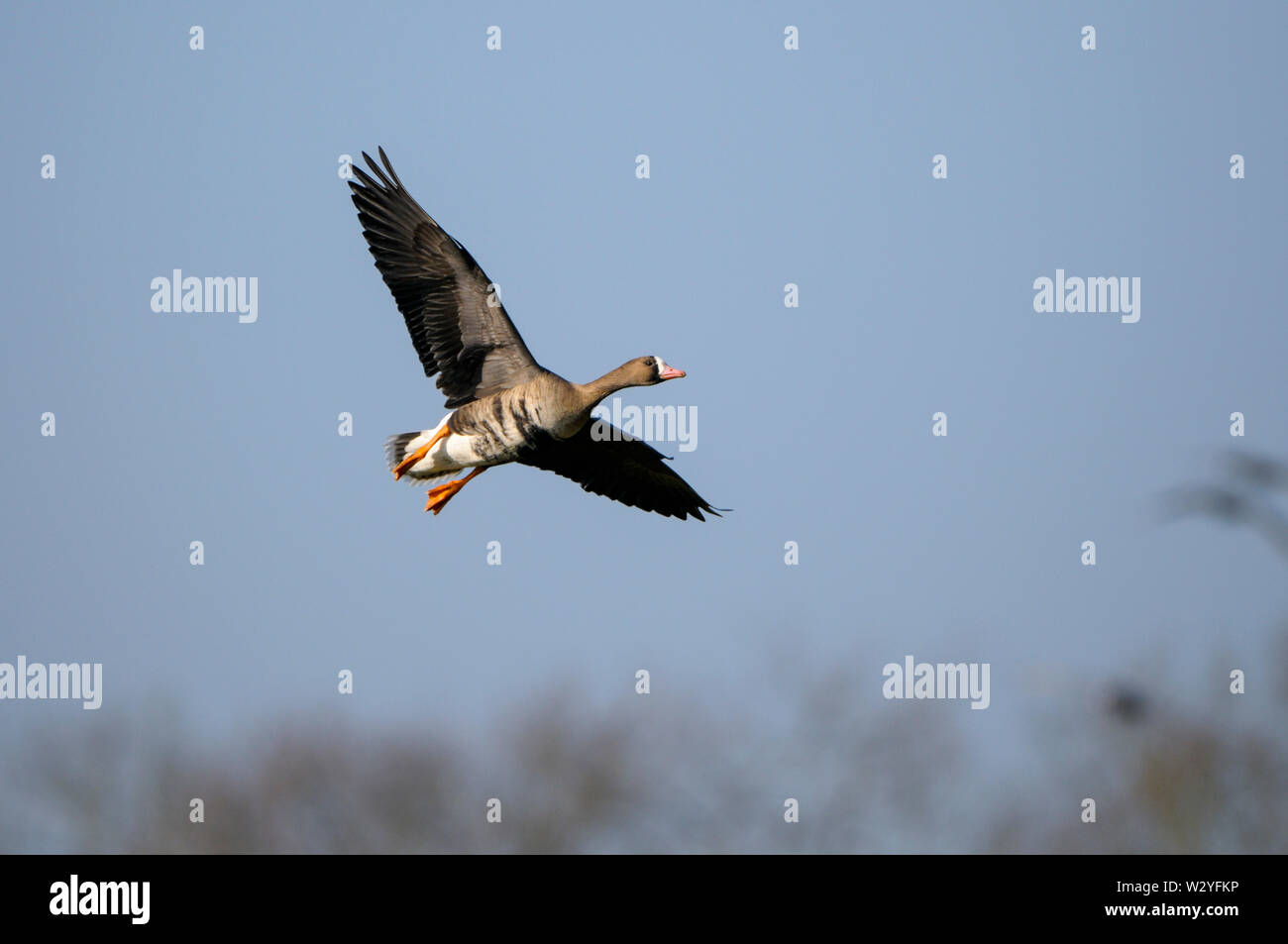 Bianco-fronteggiata goose, in volo, febbraio Dingdener Heide, Renania settentrionale-Vestfalia, Germania (Anser albifrons) Foto Stock