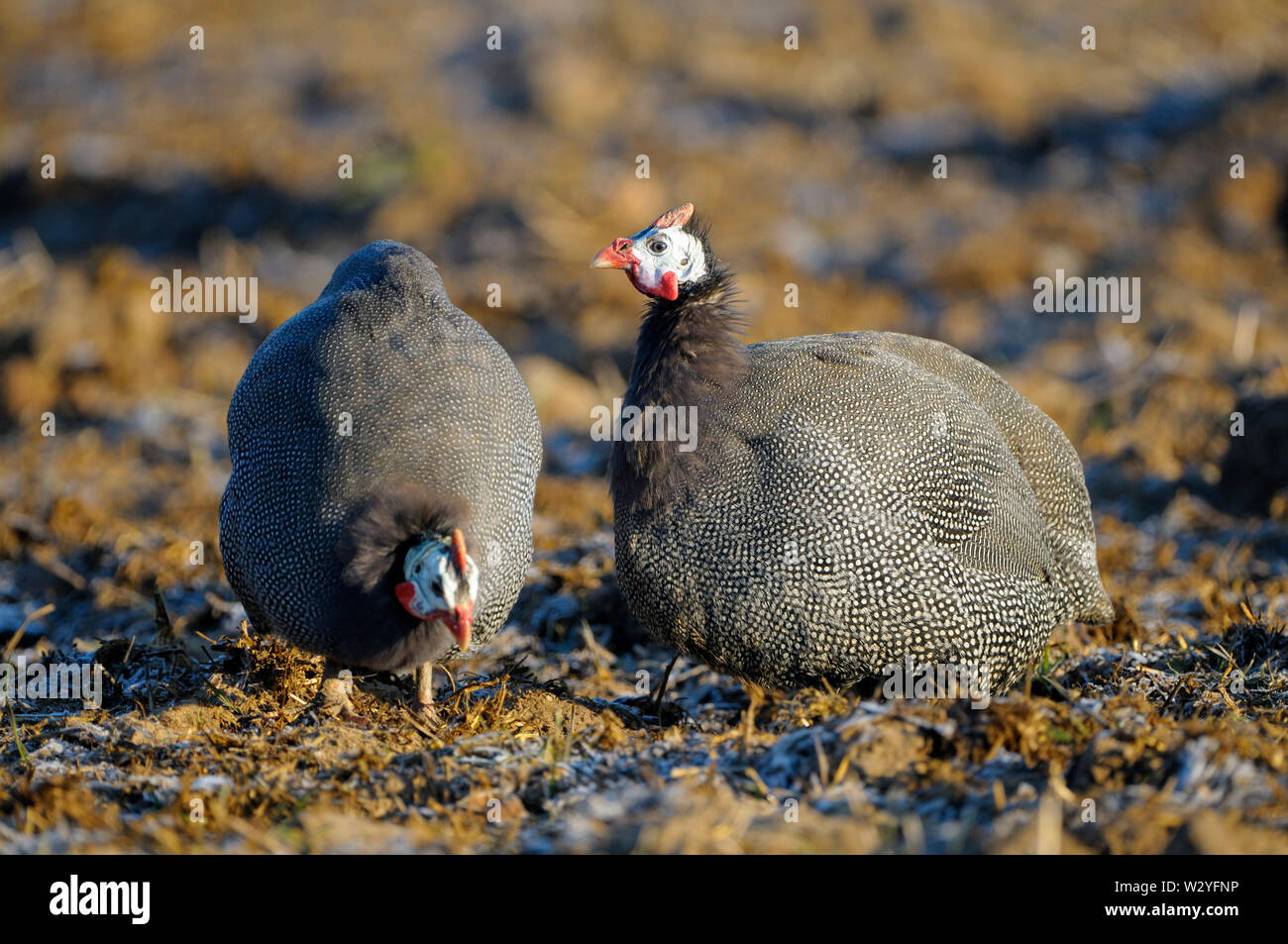 Helmeted le faraone, in inverno, gennaio, Renania settentrionale-Vestfalia, Germania (Numida meleagris) Foto Stock