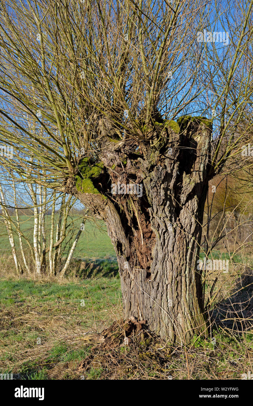 Vecchio albero, aprile, Gross Quassow, Meclenburgo-Pomerania Occidentale, Germania, Kopfbaum, aprile, Gross Quassow, Meclenburgo-Pomerania Occidentale, Germania Foto Stock