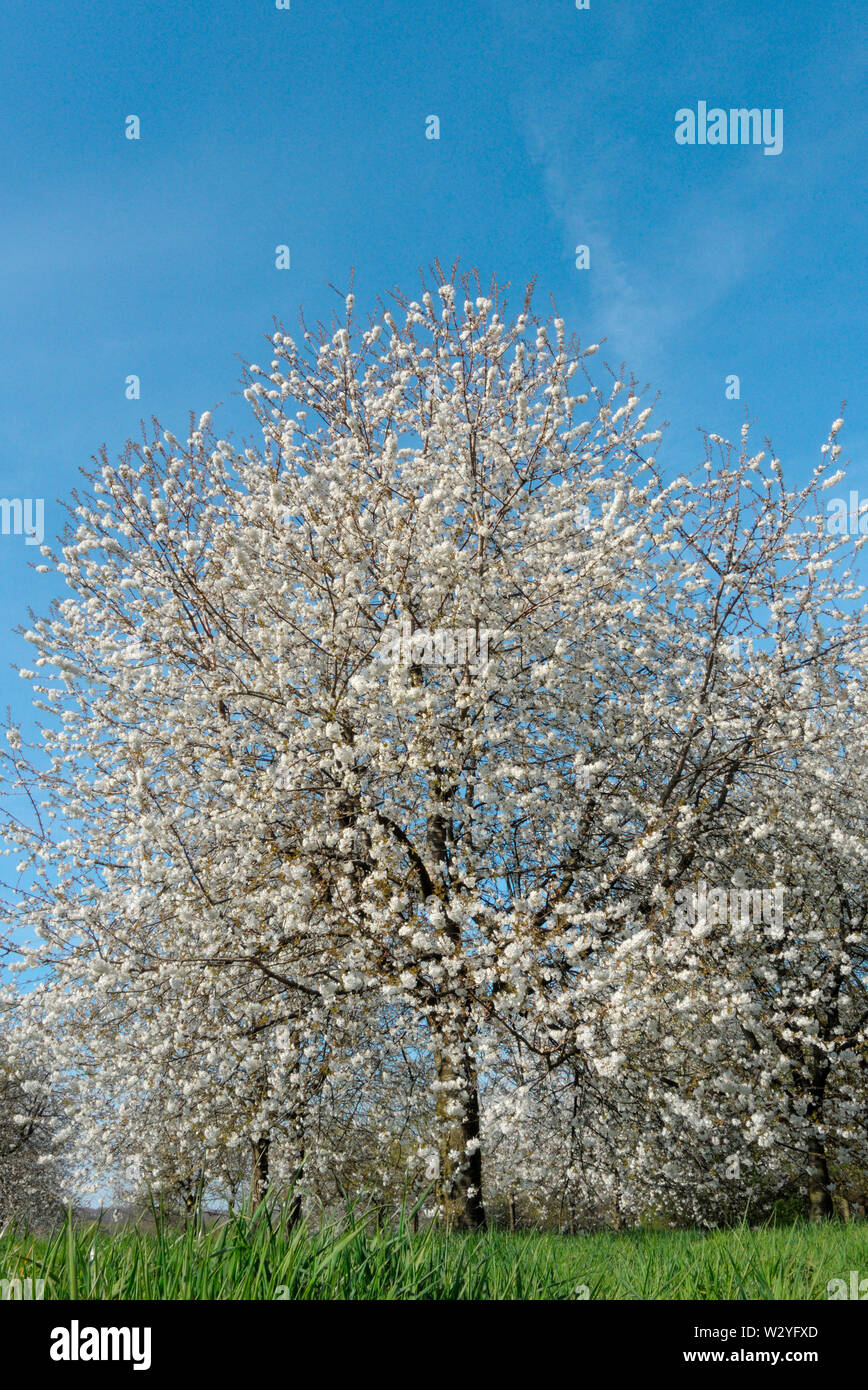 Ciliegio dolce, fiorisce, aprile, Oberhausen, la zona della Ruhr, Renania settentrionale-Vestfalia, Germania (Prunus avium) Foto Stock