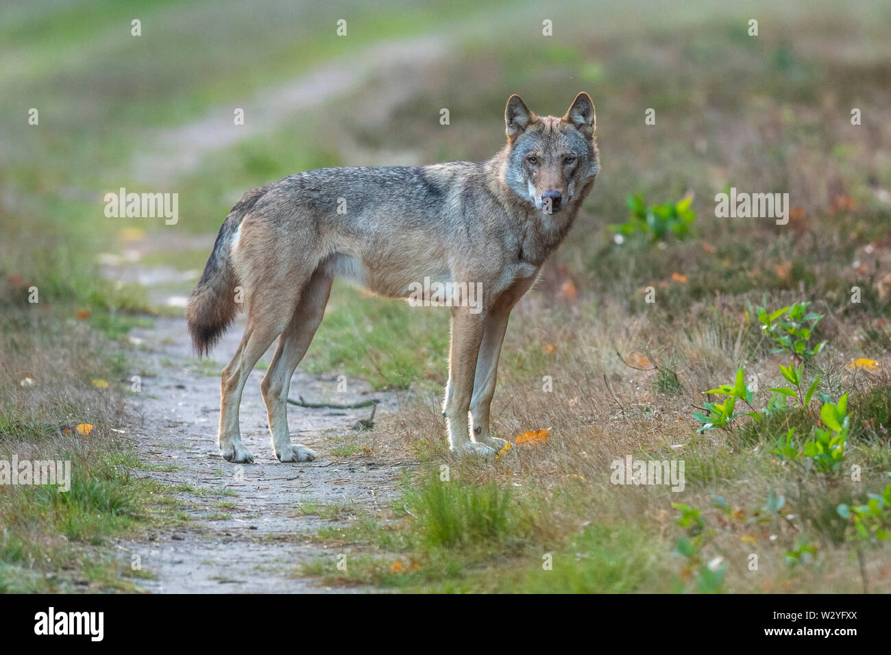 Lupo, Sogel, Emsland, Bassa Sassonia, Germania, Canis lupus, Sögel Foto Stock