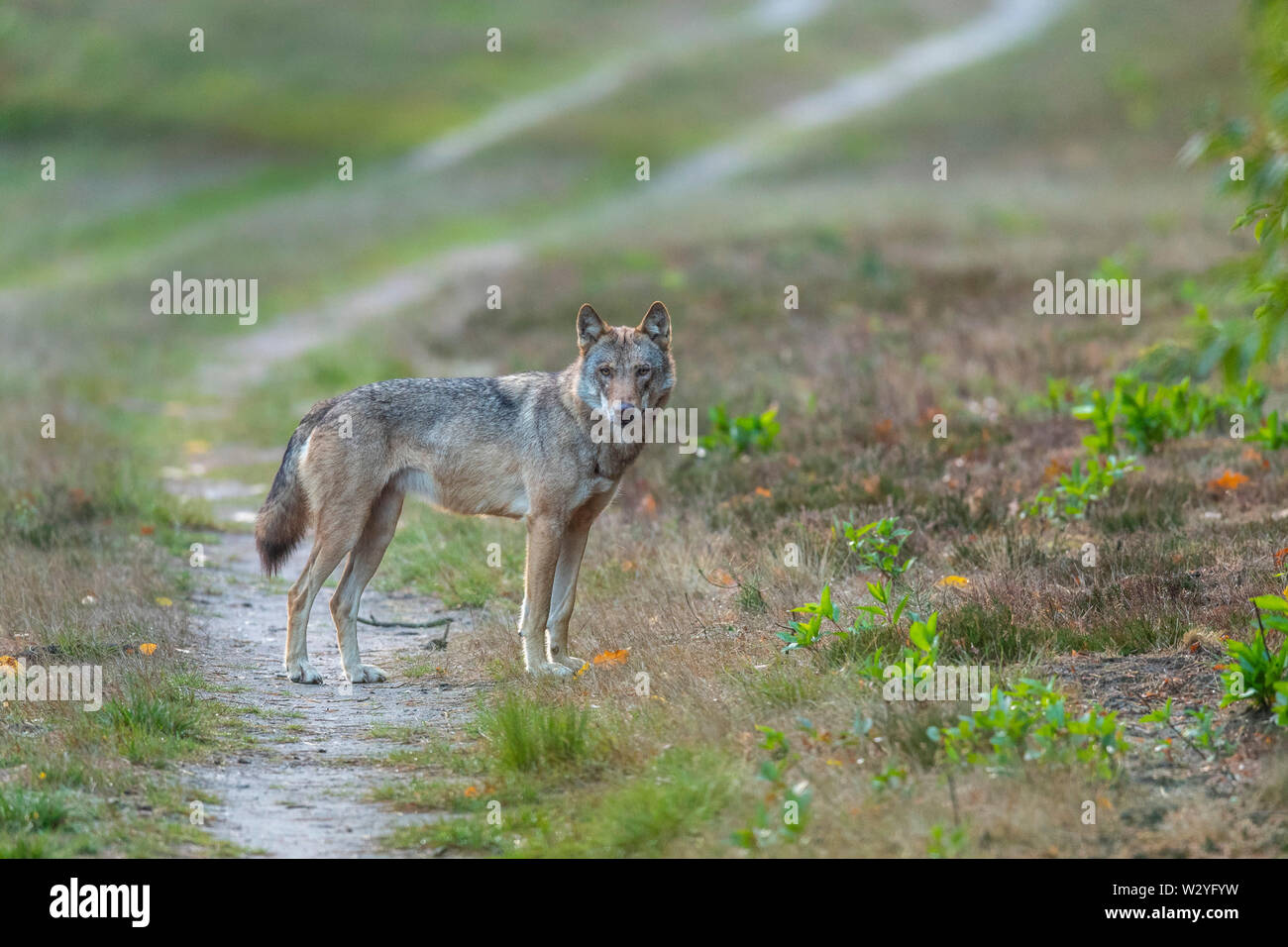 Lupo, Sogel, Emsland, Bassa Sassonia, Germania, Canis lupus, Sögel Foto Stock