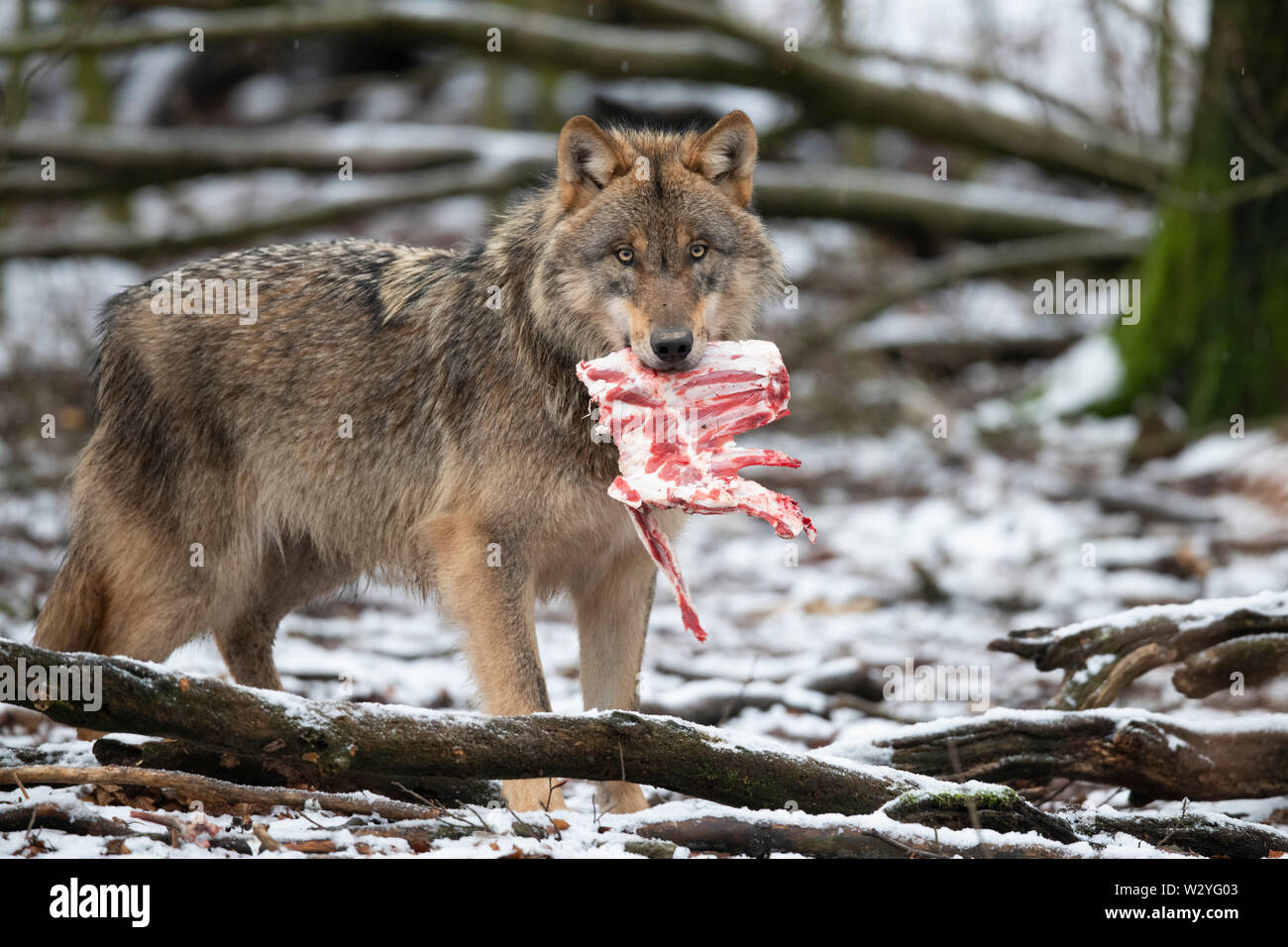 Lupo, Canis lupus Foto Stock
