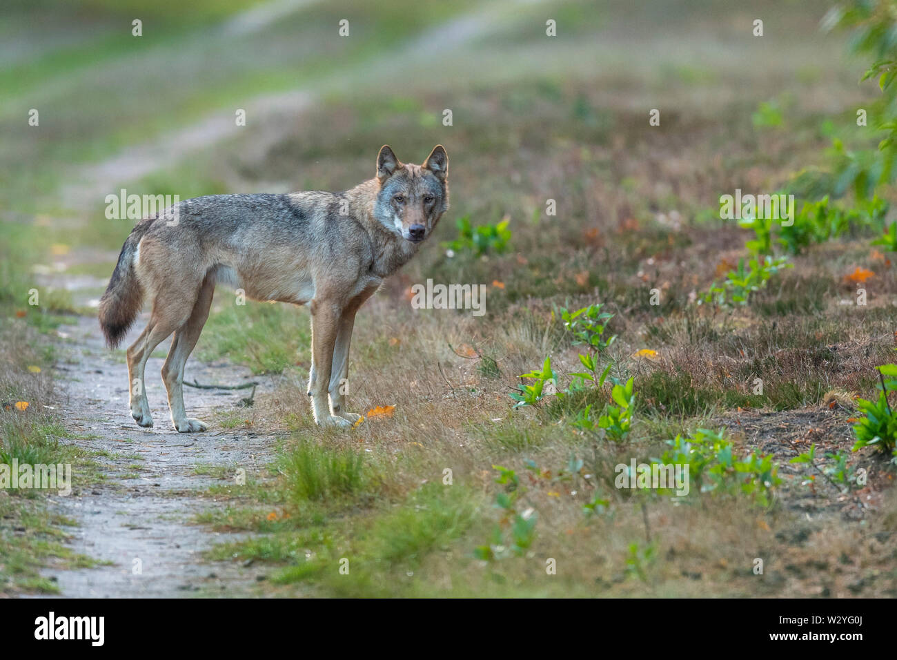 Lupo, Sogel, Emsland, Bassa Sassonia, Germania, Canis lupus, Sögel Foto Stock
