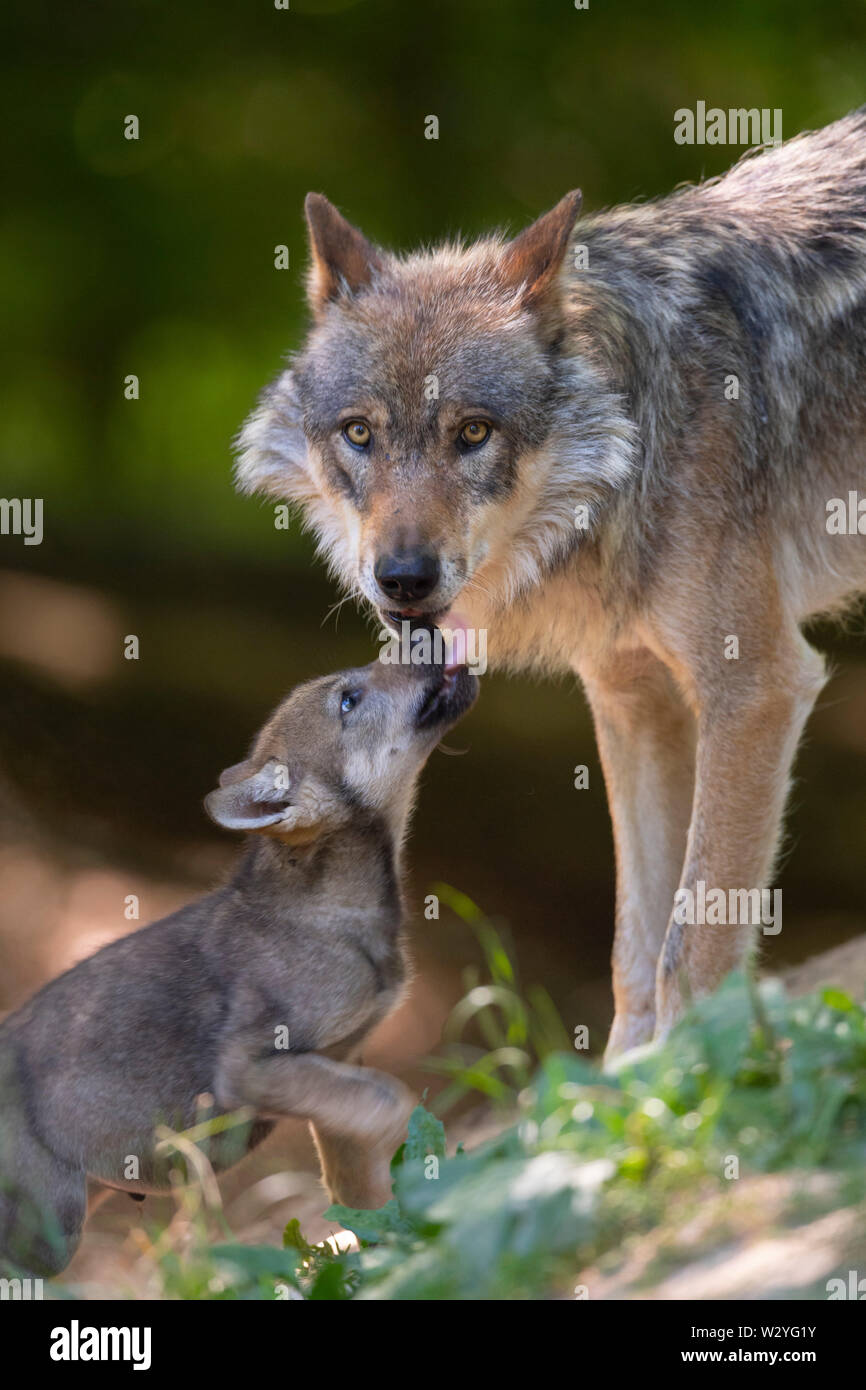 Lupo con cub, Canis lupus Foto Stock
