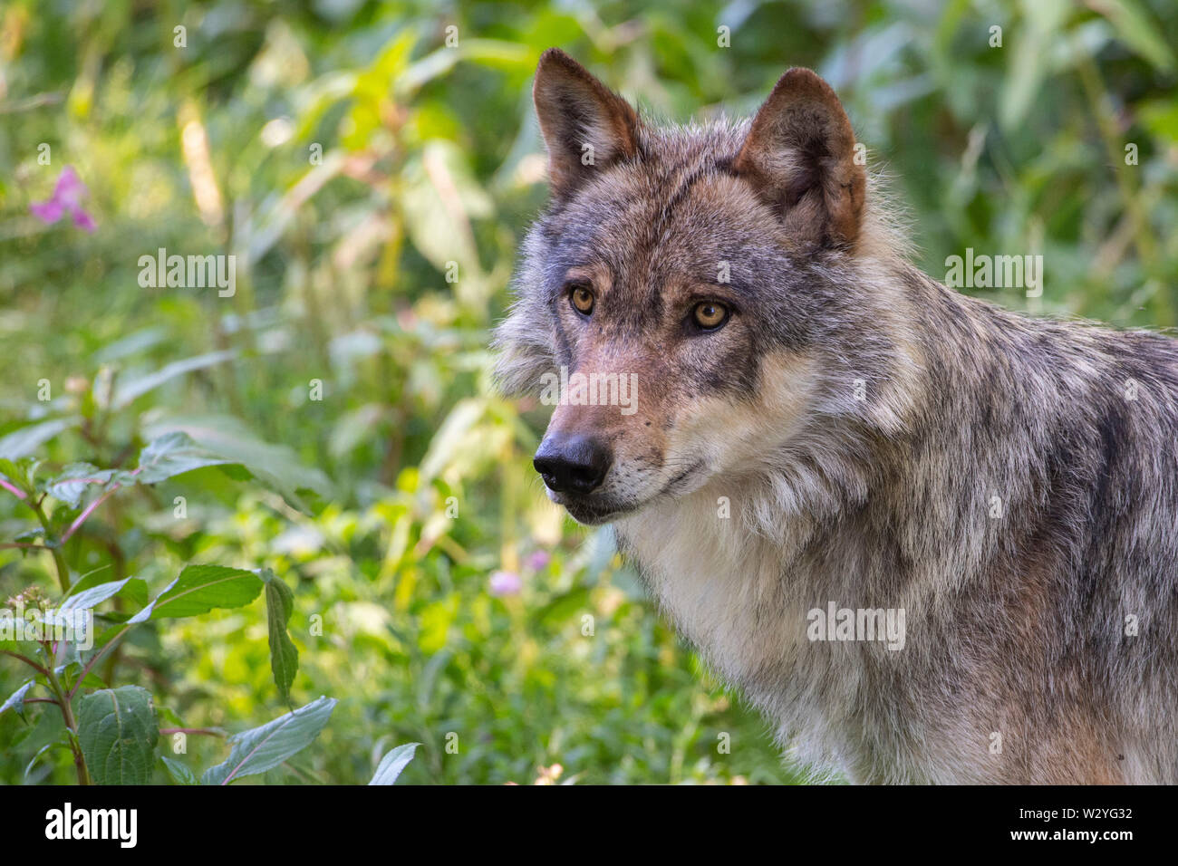 Lupo, Canis lupus Foto Stock