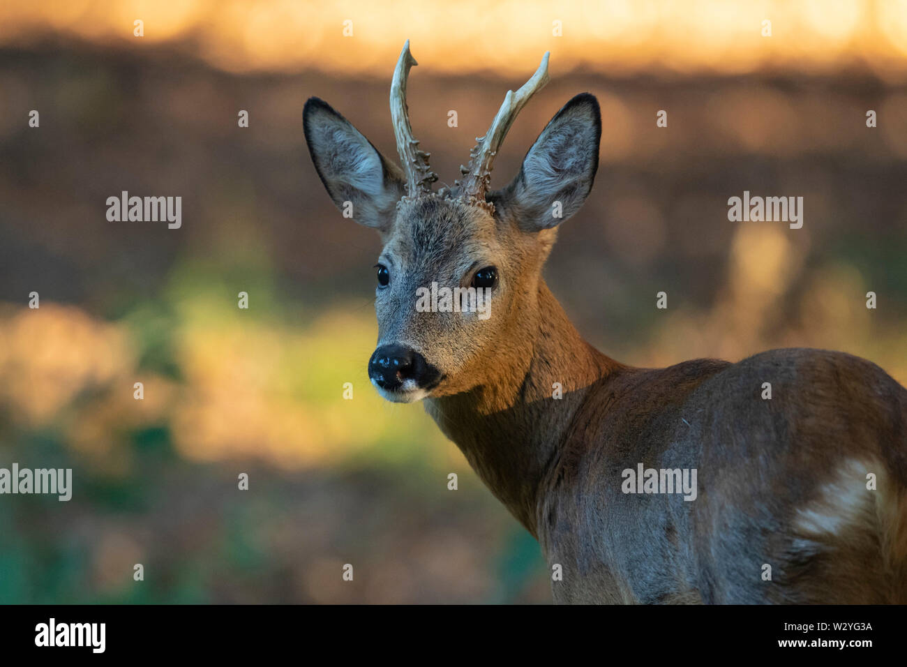 Il Roe Deer buck, Bassa Sassonia, Germania, Capreolus capreolus Foto Stock