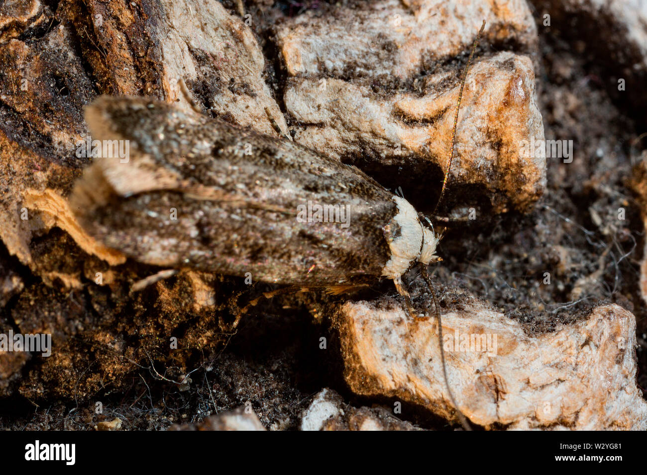 Bianco-casa con spallamento tarma (Endrosis sarcitrella) Foto Stock