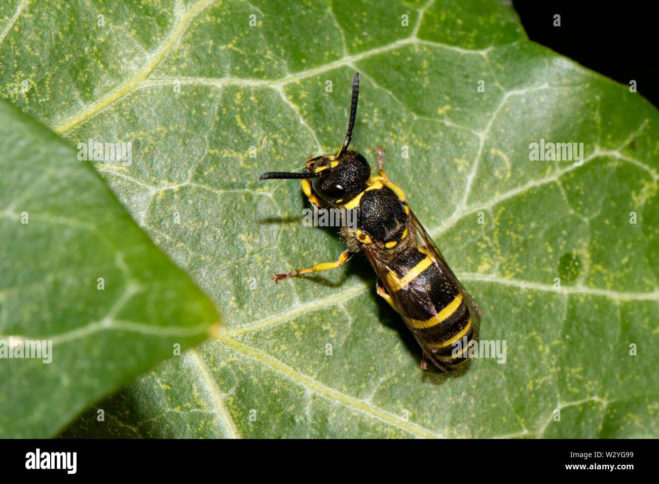 Mason wasp, (Ancistrocerus nigricornis) Foto Stock