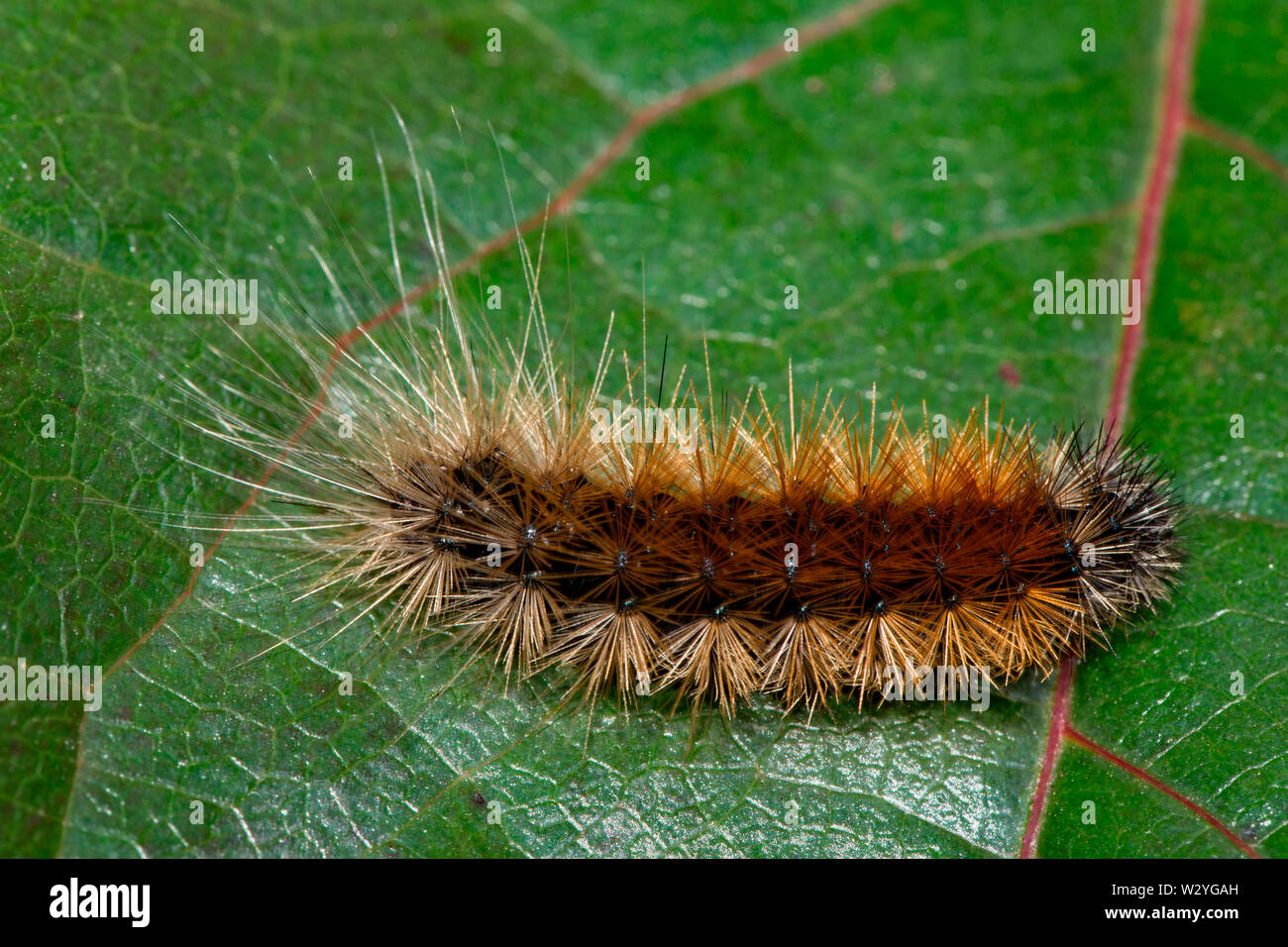 Legno tiger, Caterpillar, (Parasemia plantaginis) Foto Stock