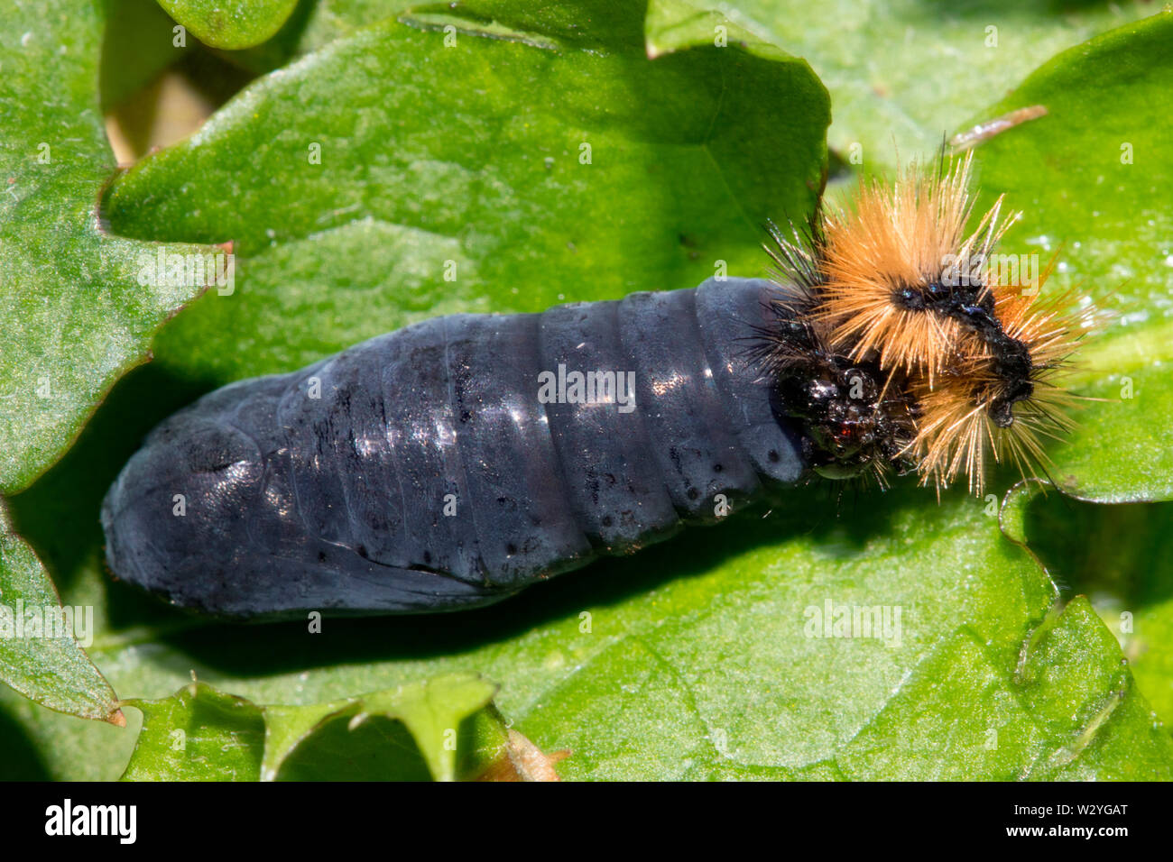 Legno tiger, ninfa, testa di caterpillar, (Parasemia plantaginis) Foto Stock