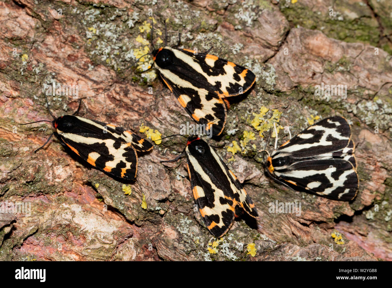 Legno tiger falene, (Parasemia plantaginis) Foto Stock