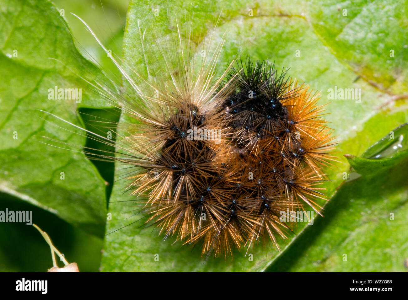 Legno tiger, Caterpillar, (Parasemia plantaginis) Foto Stock