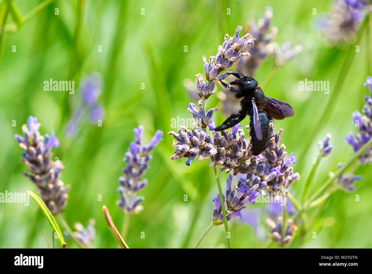 Un'ape da falegname viola che si nutre di fiori di lavanda in un verde giardino estivo, in una scena naturalistica ravvicinata. Foto Stock