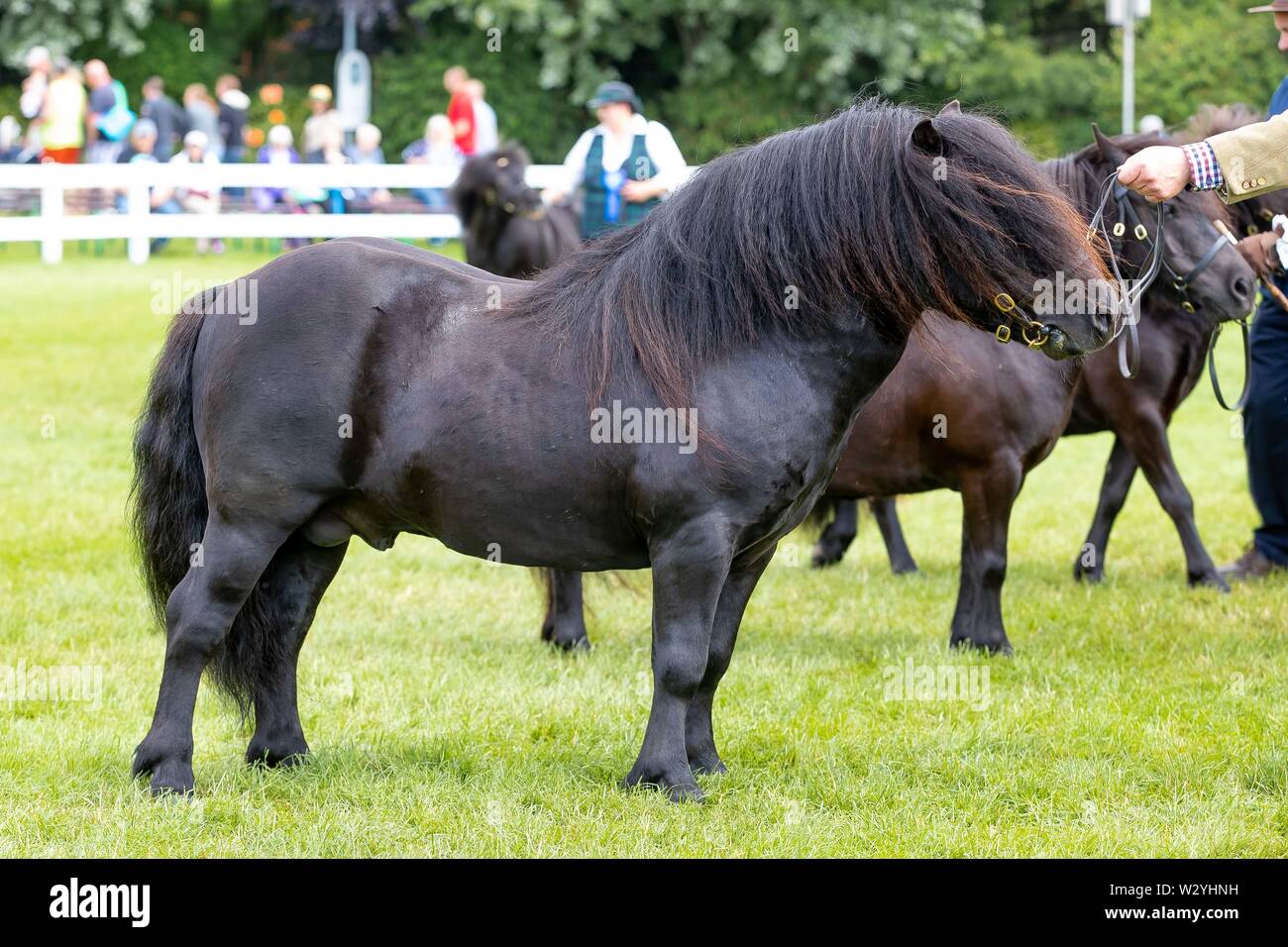 Harrogate. Regno Unito. 11 luglio 2019. Vincitore. Il sig. H Sleigh e figlio di pozzi della legenda. Champion pony Shetland. I migliori stalloni Shetland. Il Campione Maschio pony Shetland al grande spettacolo dello Yorkshire. Credit Elli Birch/SIP Agenzia fotografica/Alamy live news. Foto Stock