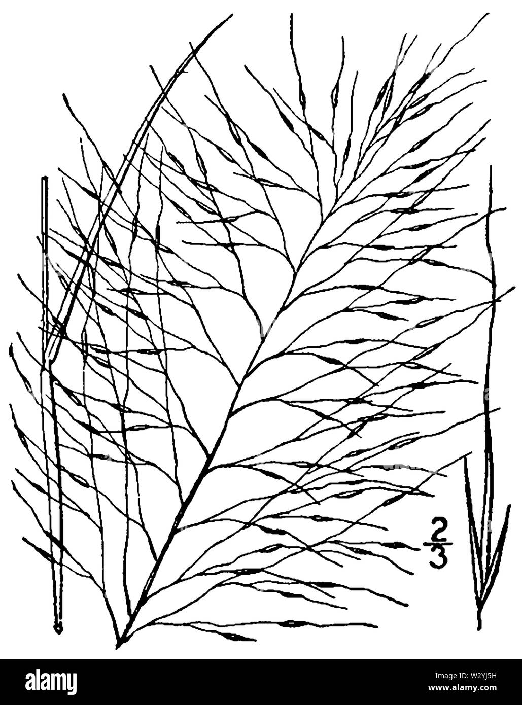 Muhlenbergia capillaris BB-1913 Foto Stock