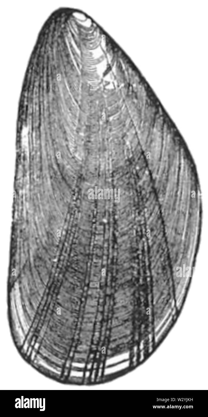 Mytilus edulis illustrazione Foto Stock