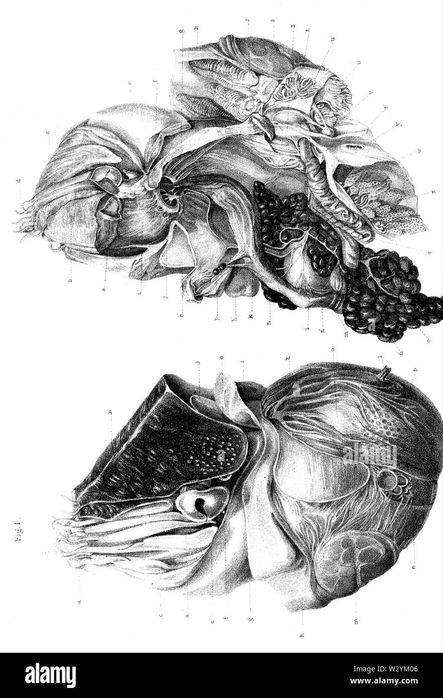 Anatomia Nautilus 1855 01 Foto Stock