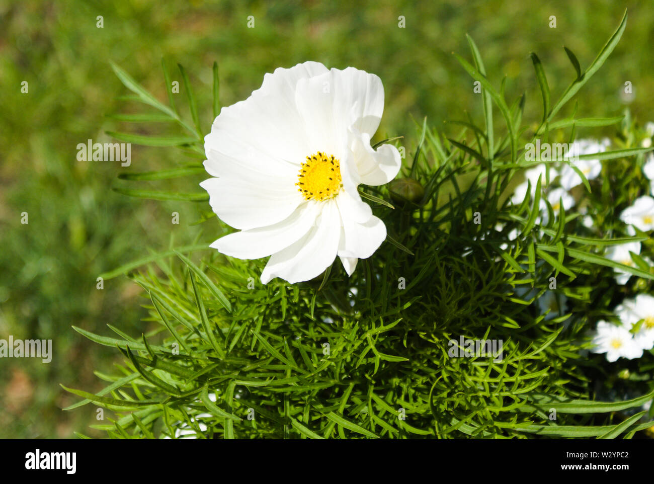 Primo piano di un fiore bianco Foto Stock