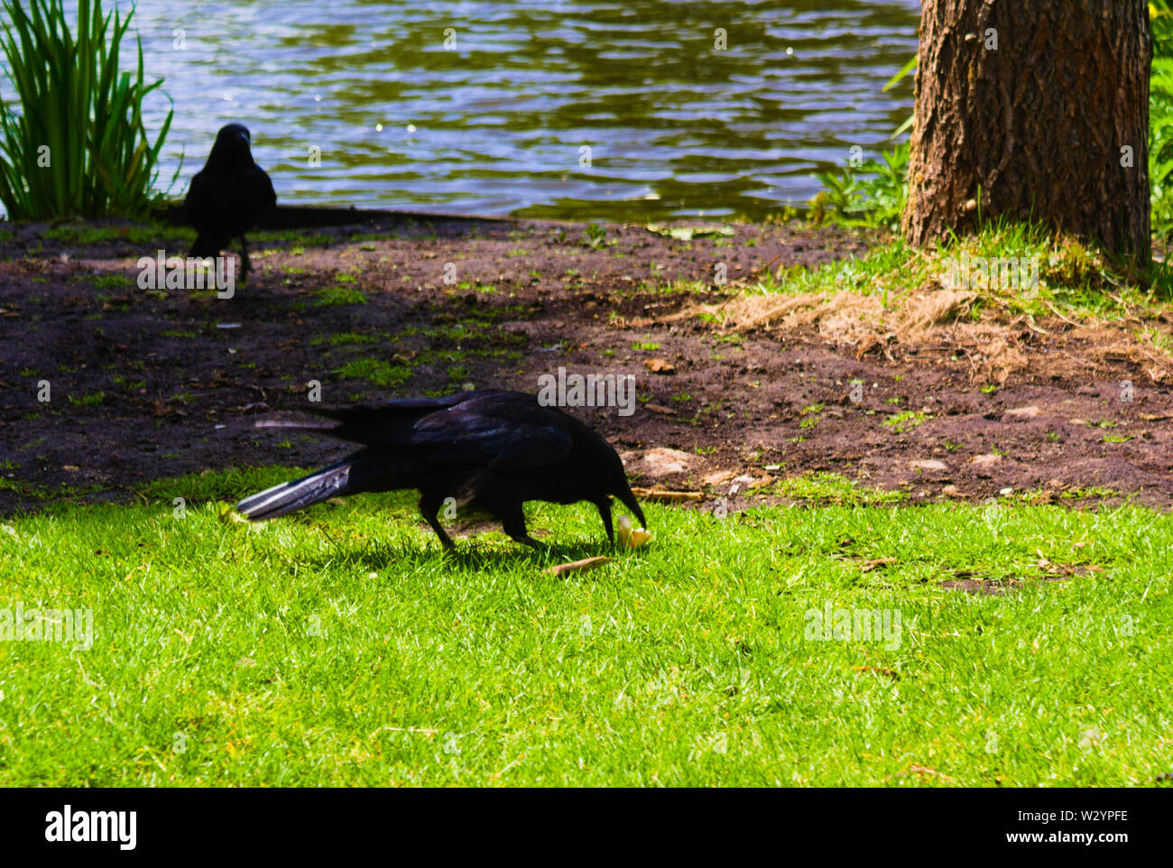 Crow rubare cibo dal neonato anatre nel Parco di Vondel Amsterdam Foto Stock