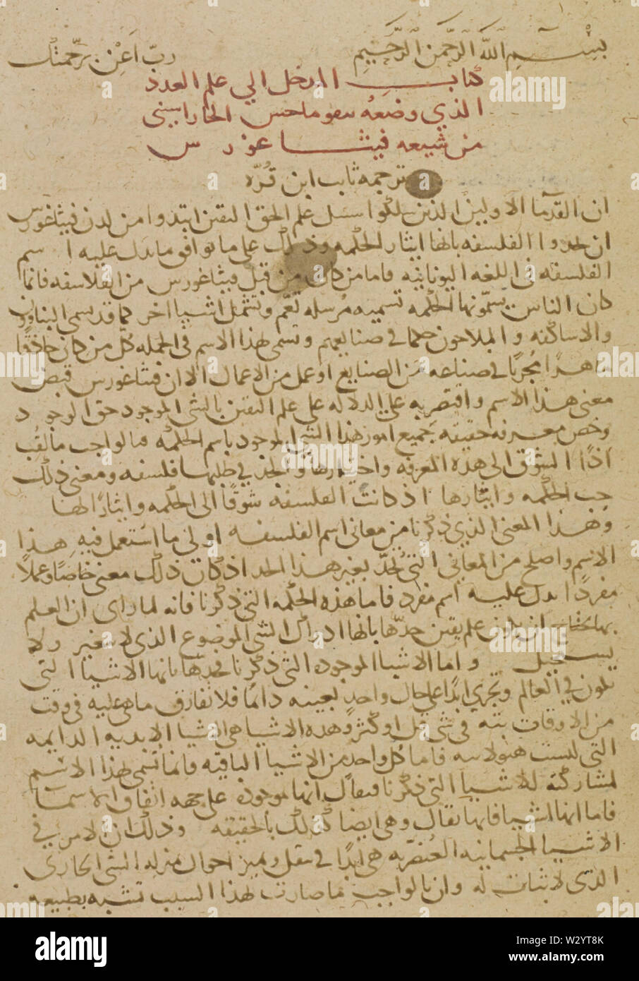 Nicomachus adad2 Foto Stock