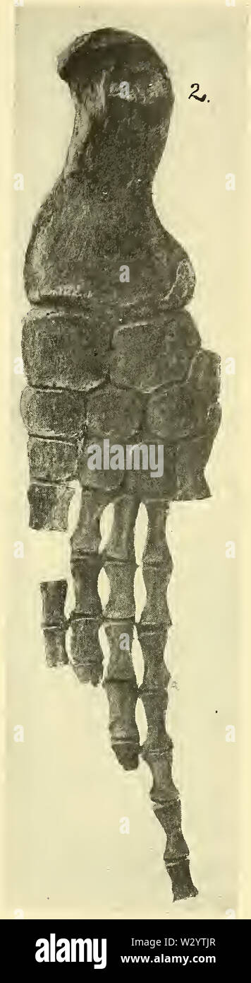 North American Plesiosaurs Elasmosaurus, Cimoliasaurus e piastra Polycotylus 2-2 Foto Stock