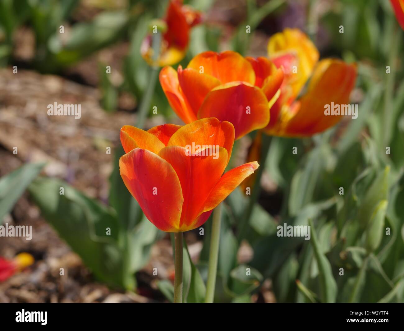 Fila di tre giallo arancione tulipani, con uno sfondo morbido Foto Stock