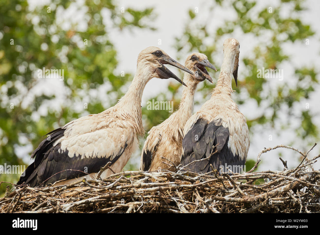 Tre giovani cicogne su un nido occupato per i posteri Foto Stock