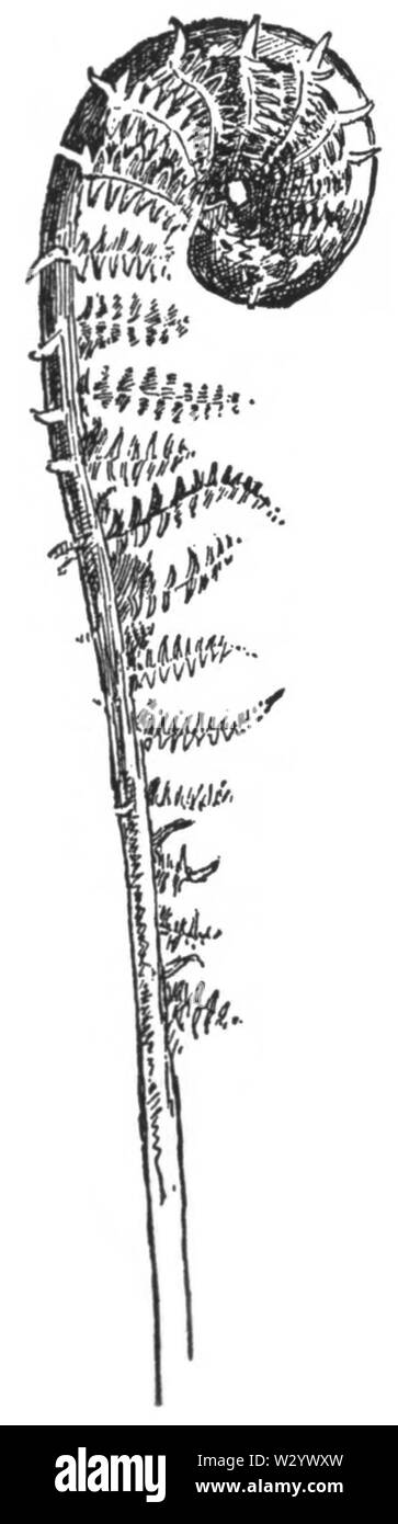 H-005 Crosier Foto Stock