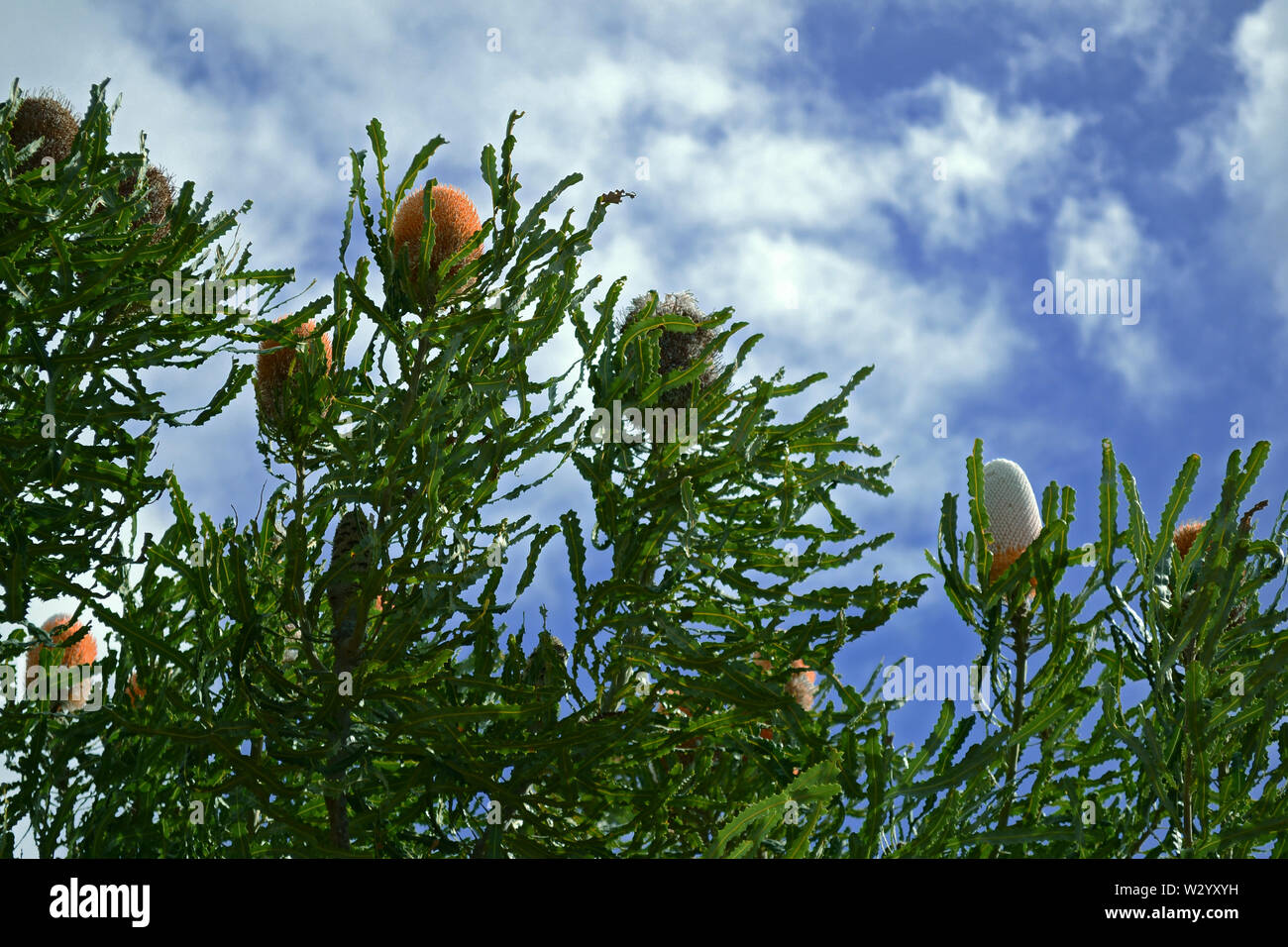 Banksia fiori contro il cielo blu, Australia occidentale Foto Stock