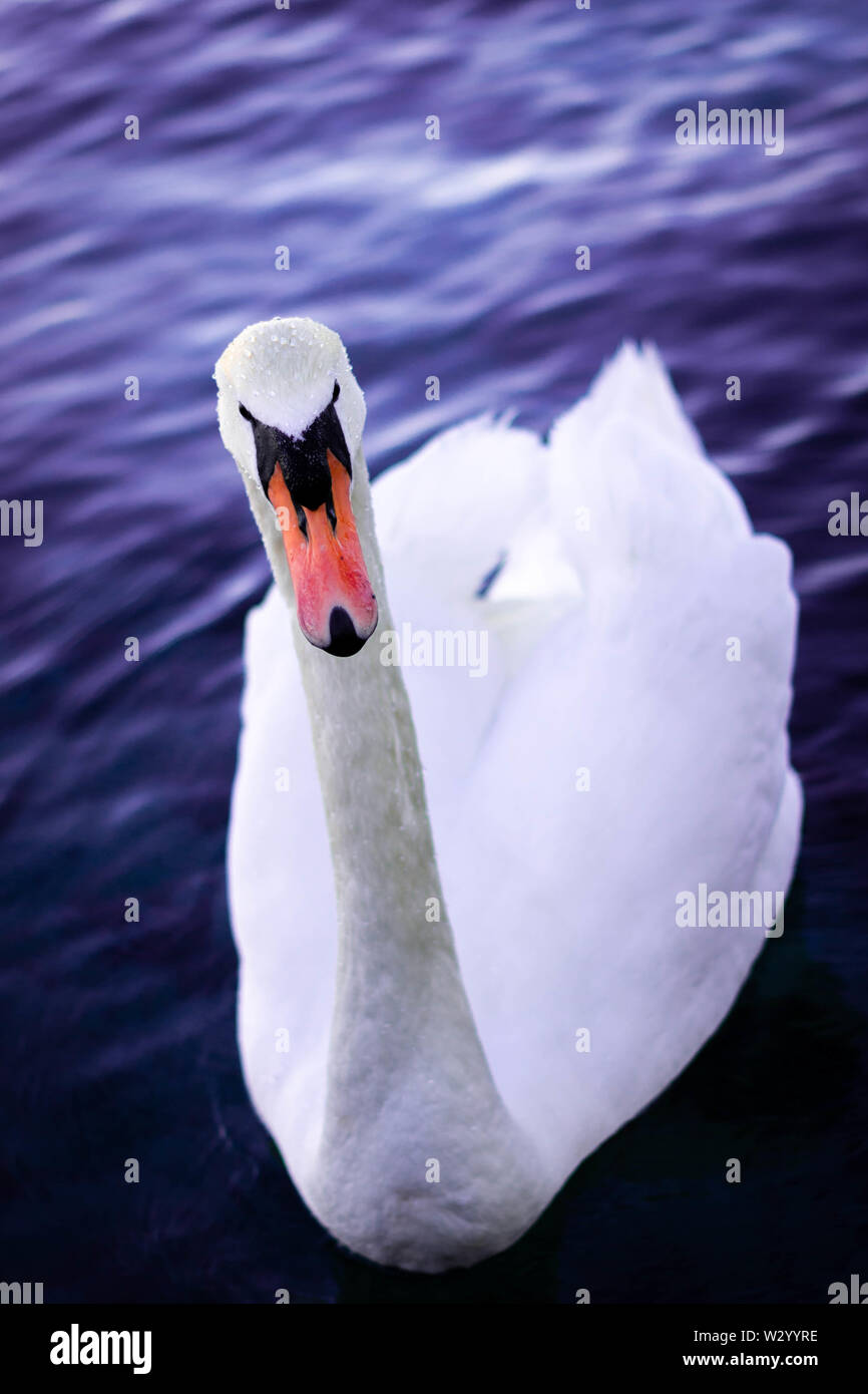 Elegante e grazioso Swan a Ginevra in Svizzera il nuoto nel lago Leman Foto Stock