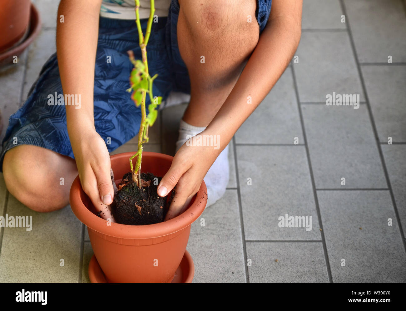 Un giovane ragazzo caucasico sta preparando alla pentola una pianta di mirtillo. Egli tiene nel centro del vaso che è già parzialmente riempiti con terriccio, waiti Foto Stock