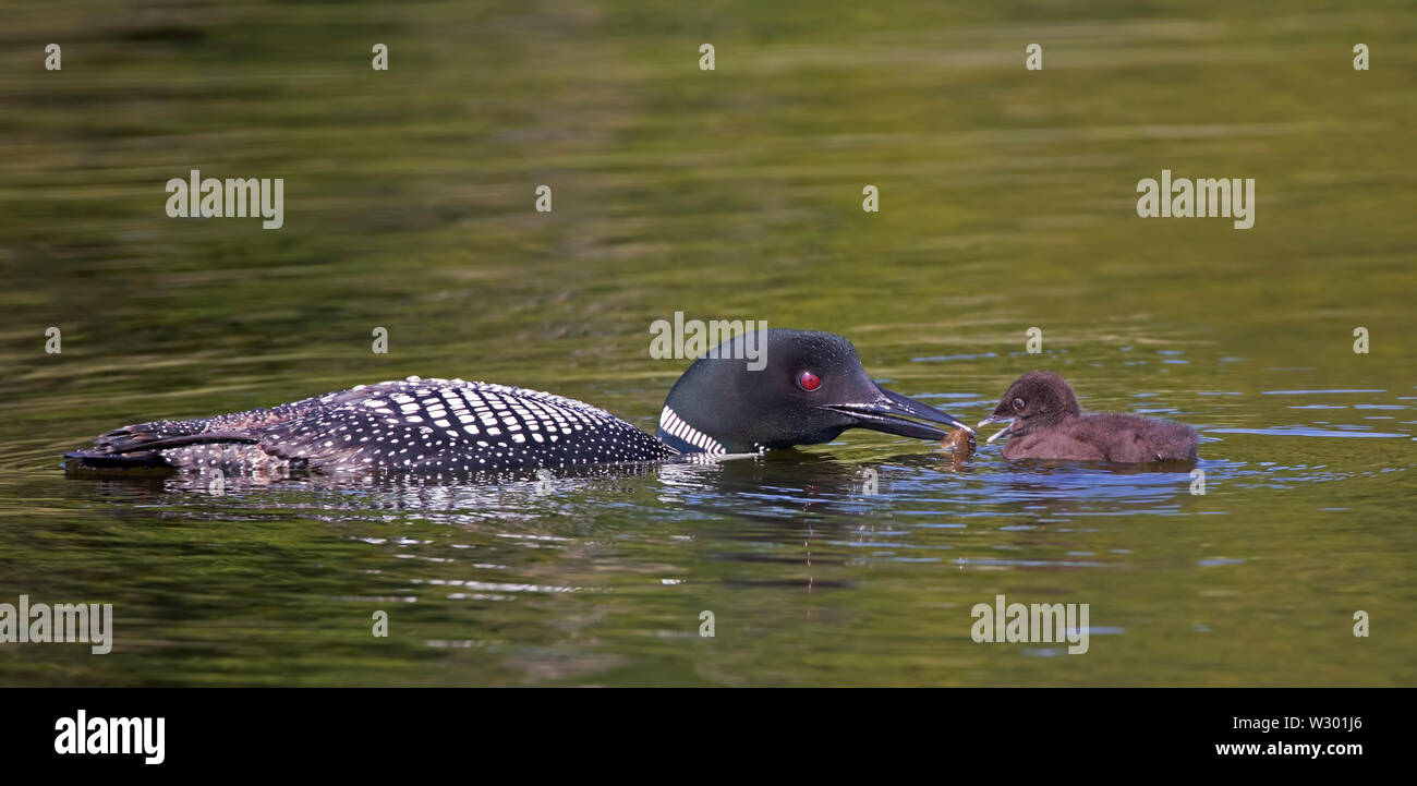 Loon comune (Gavia immer) alimenta la sua chick in Ontario, Canada Foto Stock