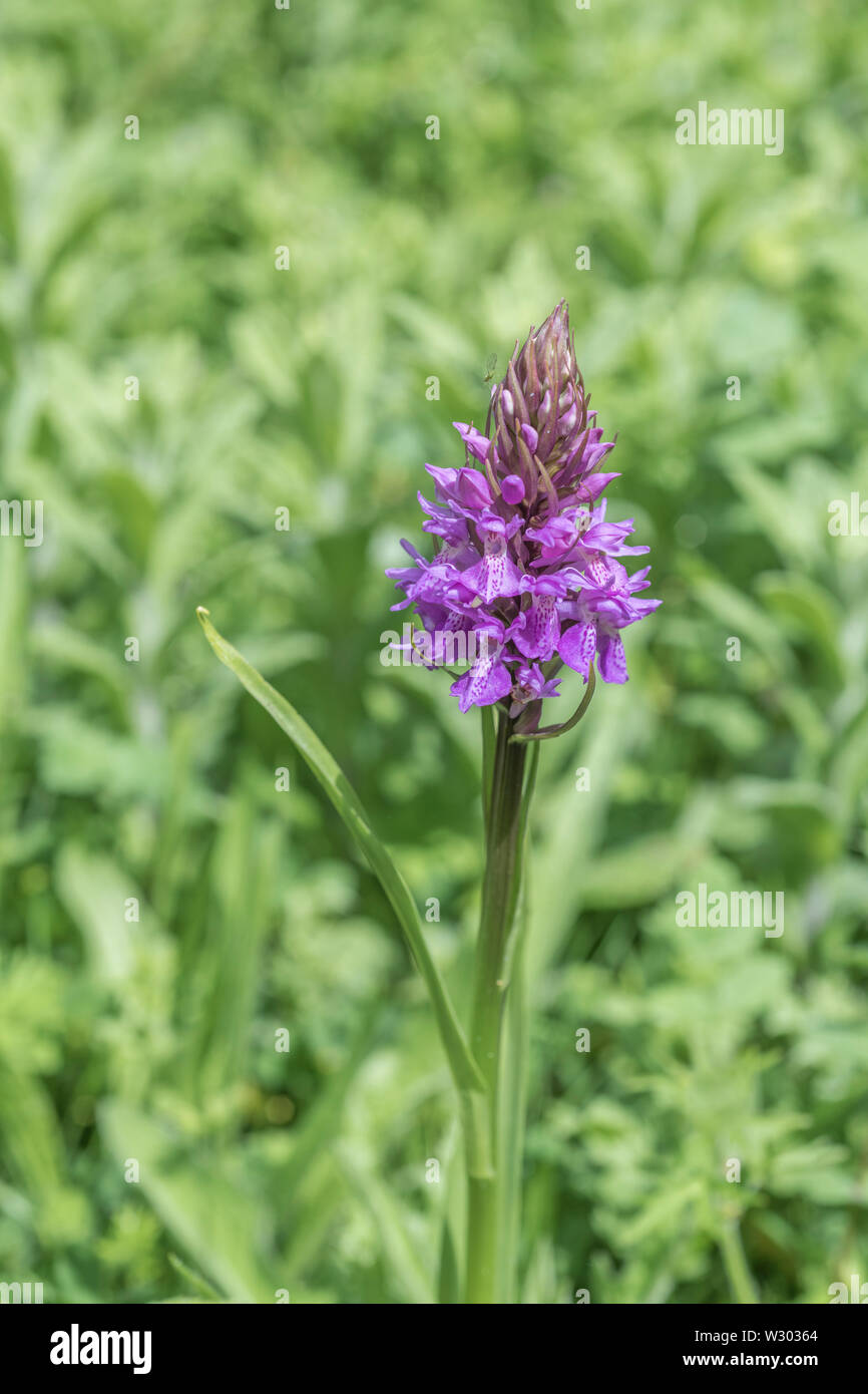 Fiori viola di orchidee selvatiche che crescono in metà di Cornovaglia. Credeva di essere la palude del Sud / orchidea Dactylorhiza Praetermissa. Lascia immacolata. Foto Stock