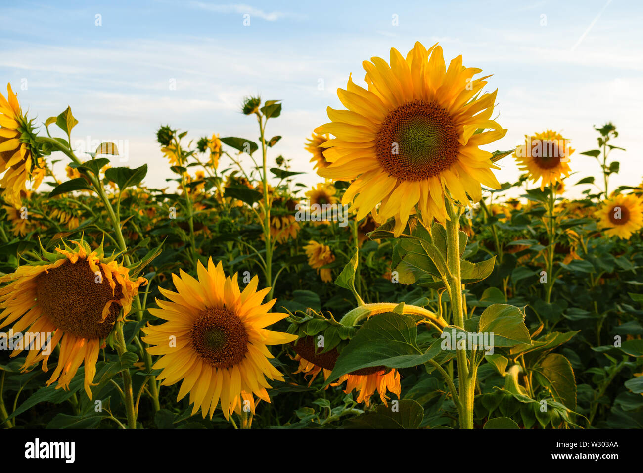 Girasoli in un campo con una bella luce calda del sole e cielo blu durante il tramonto in Bornheim, Germania (ora d'oro) Foto Stock