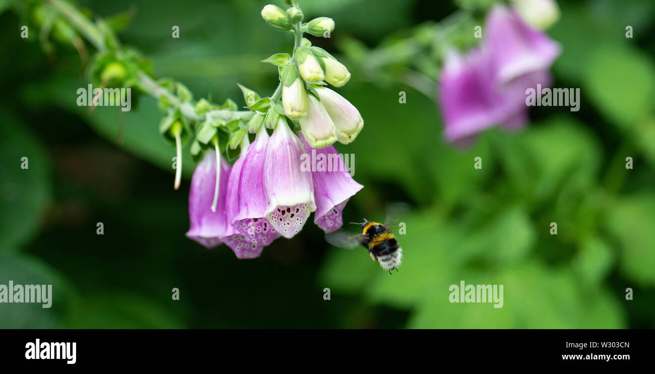 Un Buff-Tailed Bumblebee volando verso un Foxglove fiore in cerca di nettare in un giardino in Alsager Cheshire England Regno Unito Regno Unito Foto Stock