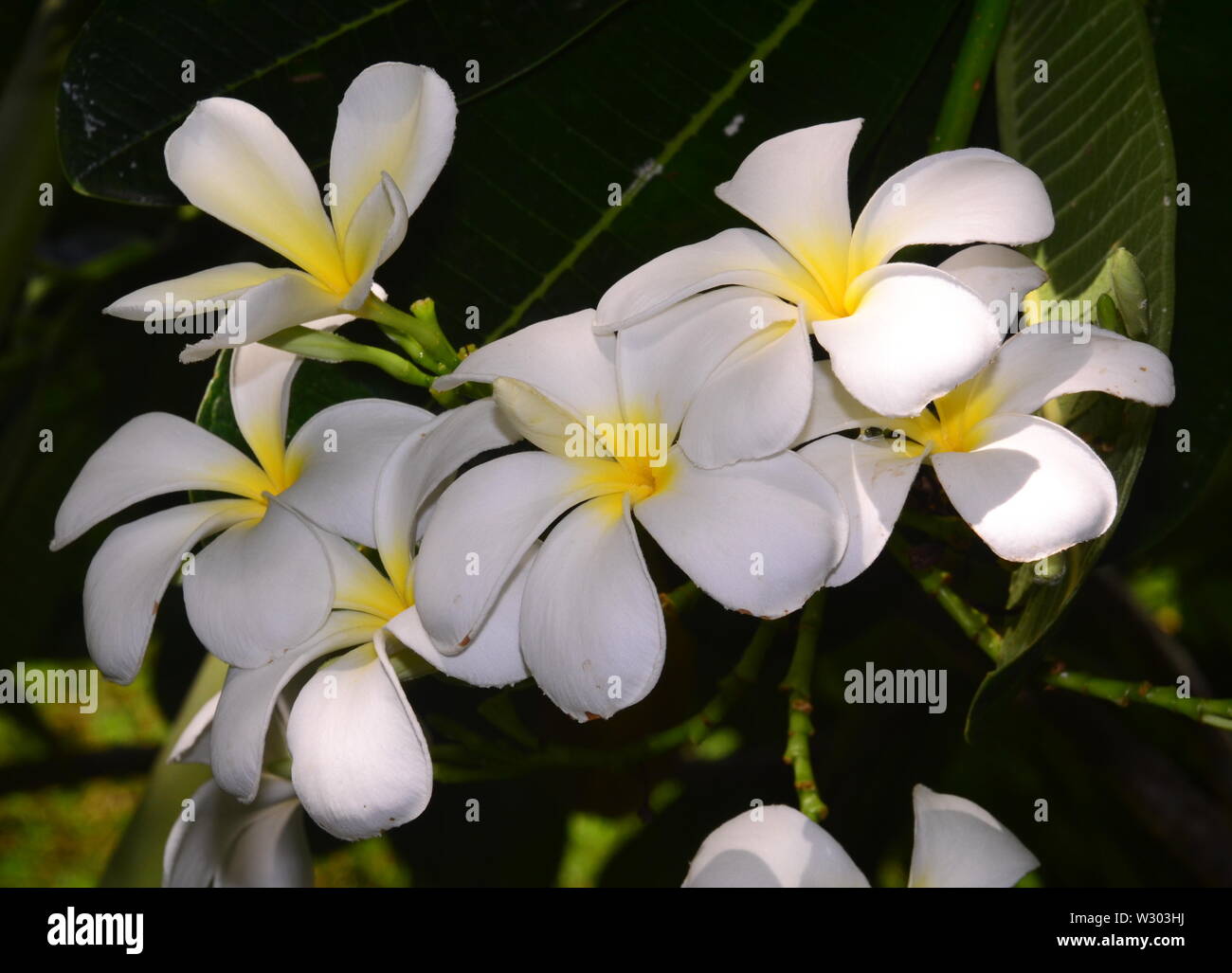 Un Frangipani, una bella pianta fiorita di Plumeria della famiglia dogbane, Apocynaceae, a Bangkok, Thailandia, Asia. Foto Stock
