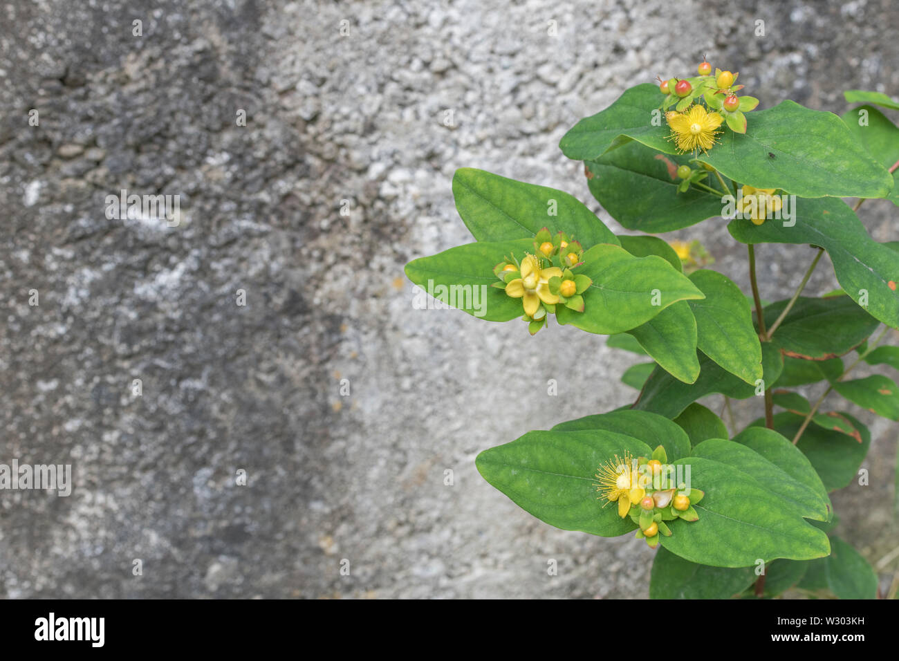 Fiori gialli di Tutsan / Hypericum androsaemum nella luce del sole. Tutsan è stato usato come un medicinale a base di erbe impianto avvolto ed è correlato a Erba di San Giovanni. Foto Stock